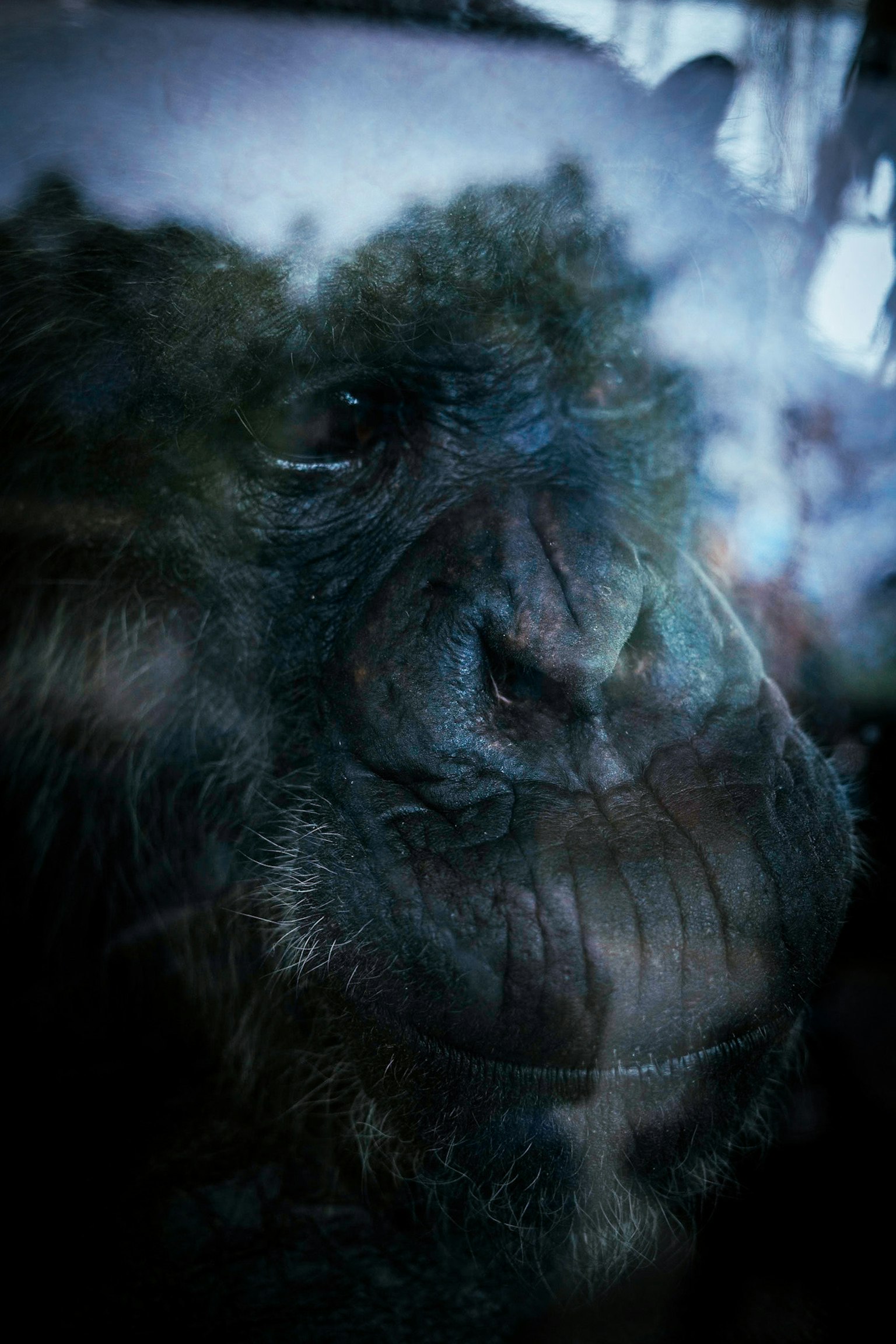 Close-up of a chimpanzee's face with a dark background