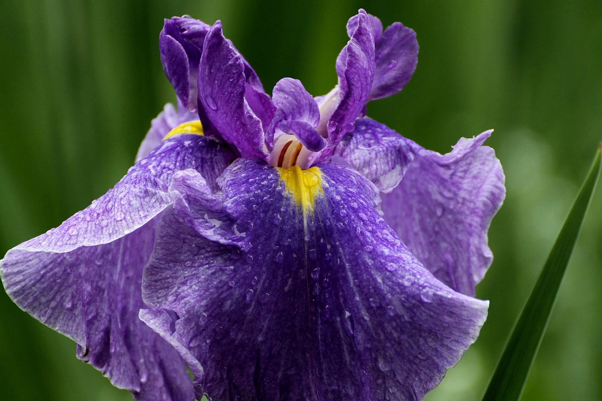 紫のアヤメの花のクローズアップ