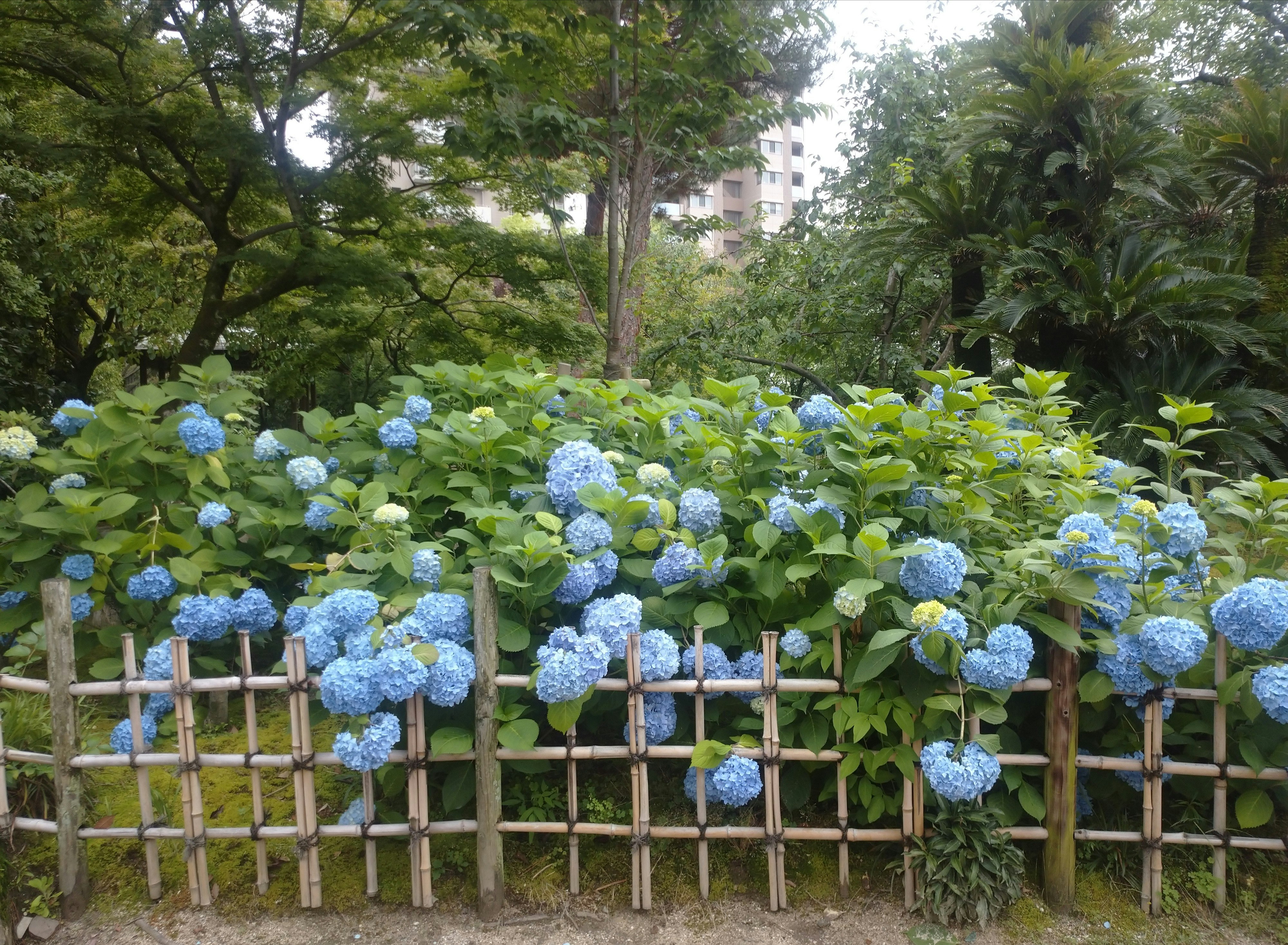 水色のアジサイが咲く庭の花壇と木製の柵