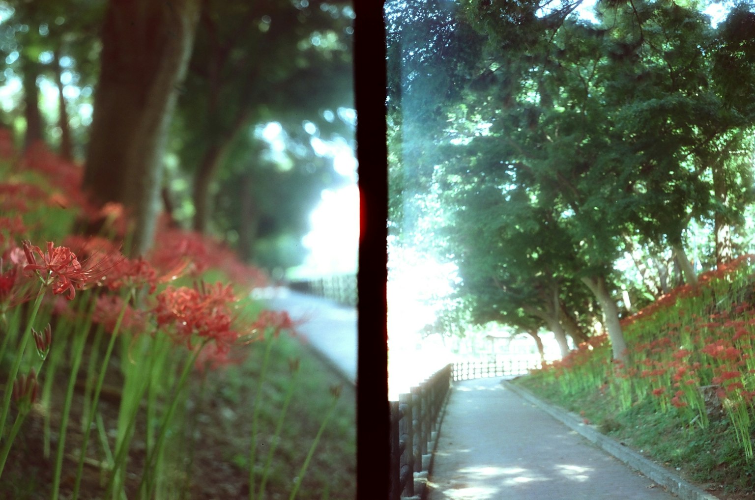 有红花和绿树的小路