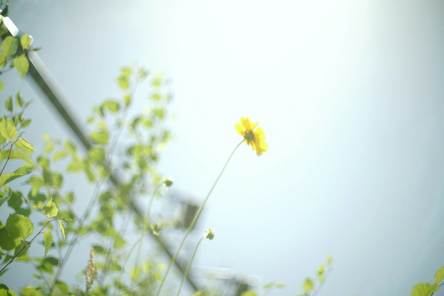 Une fleur jaune et des feuilles vertes sous un ciel bleu