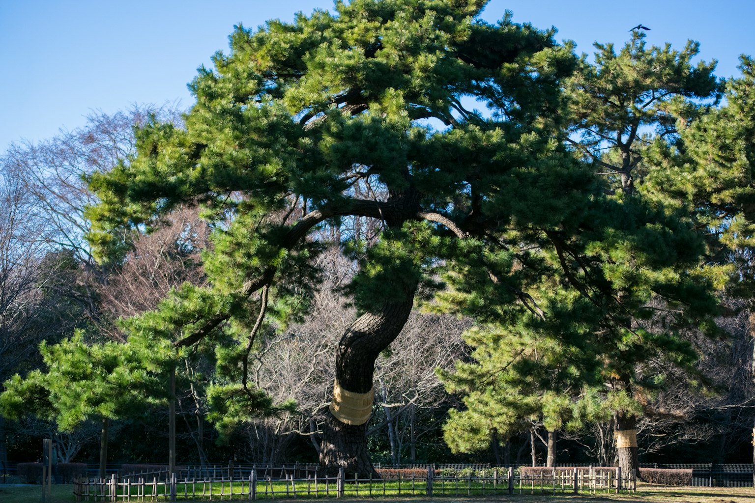 Ein verdrehter Baum steht unter einem blauen Himmel