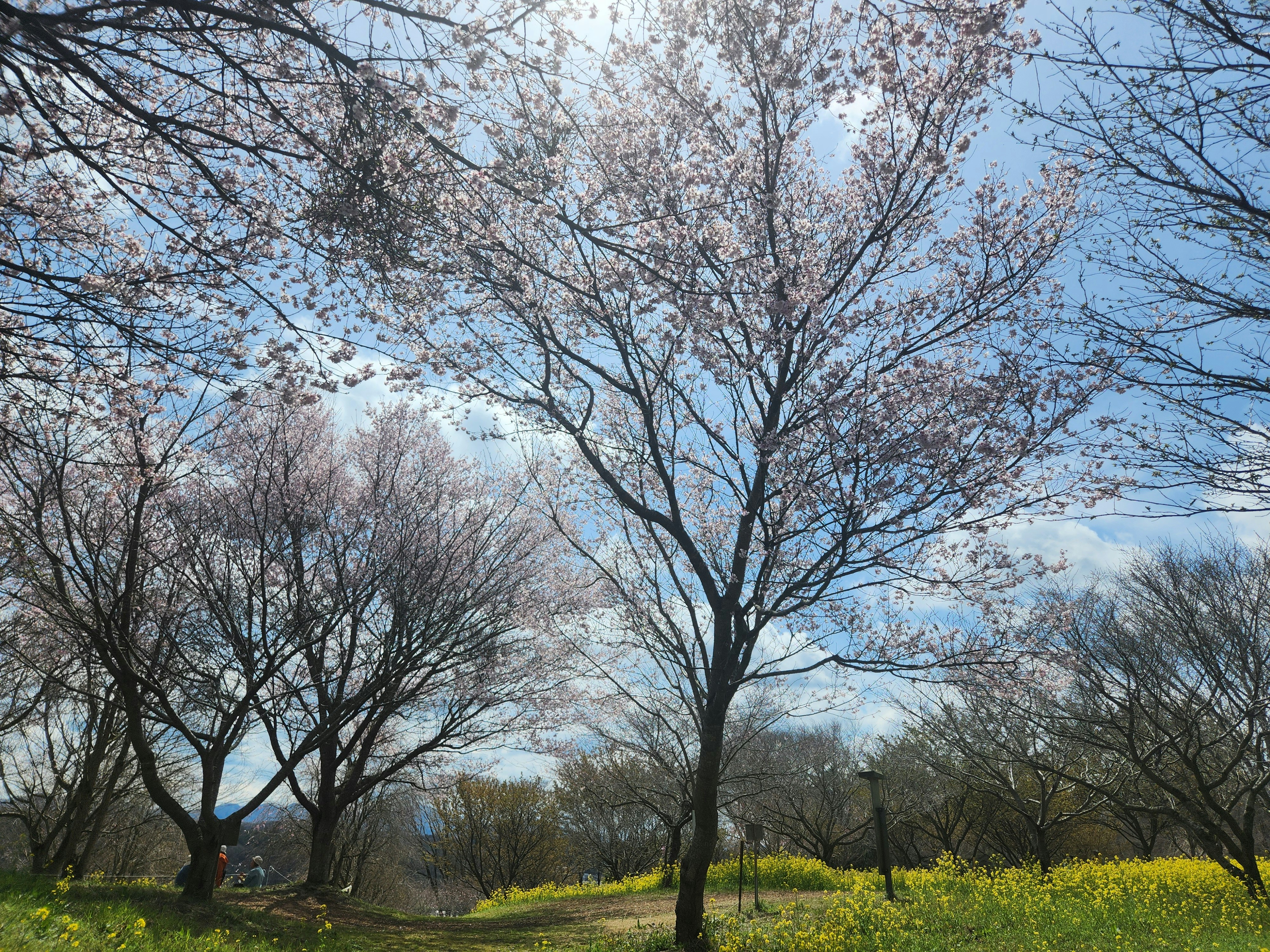 桜並木の下で咲き始めの花と菜の花が広がる春の風景