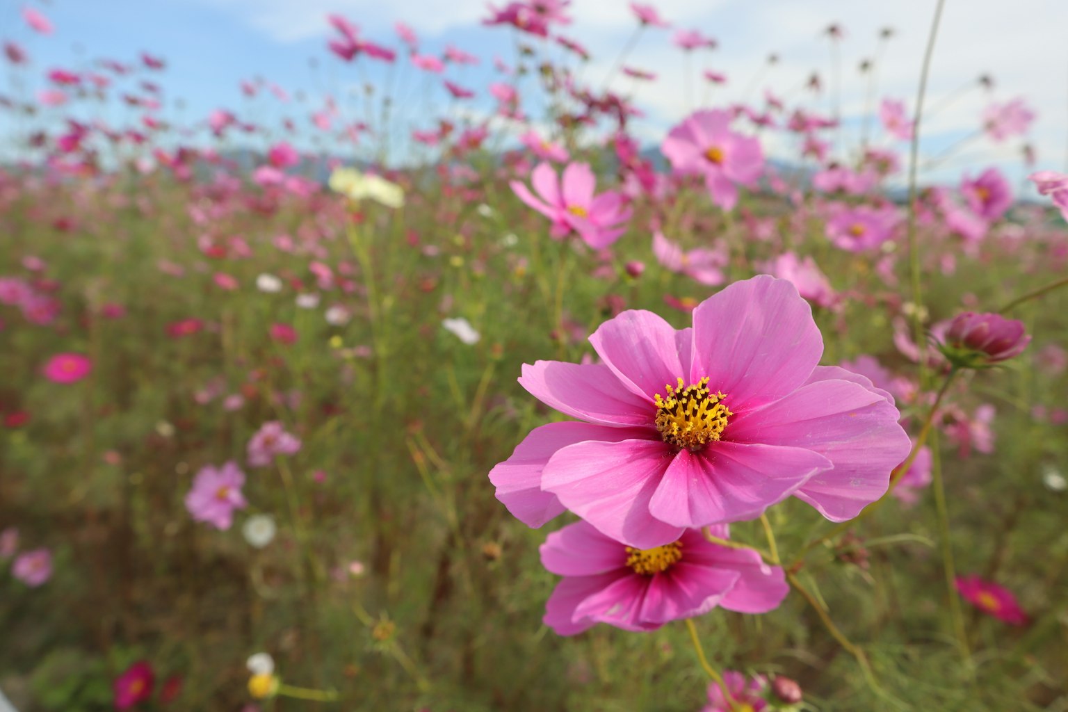 Campo di fiori di cosmos rosa in fiore