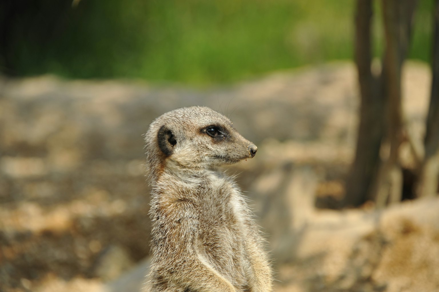 Vista laterale di un suricata in posizione di allerta