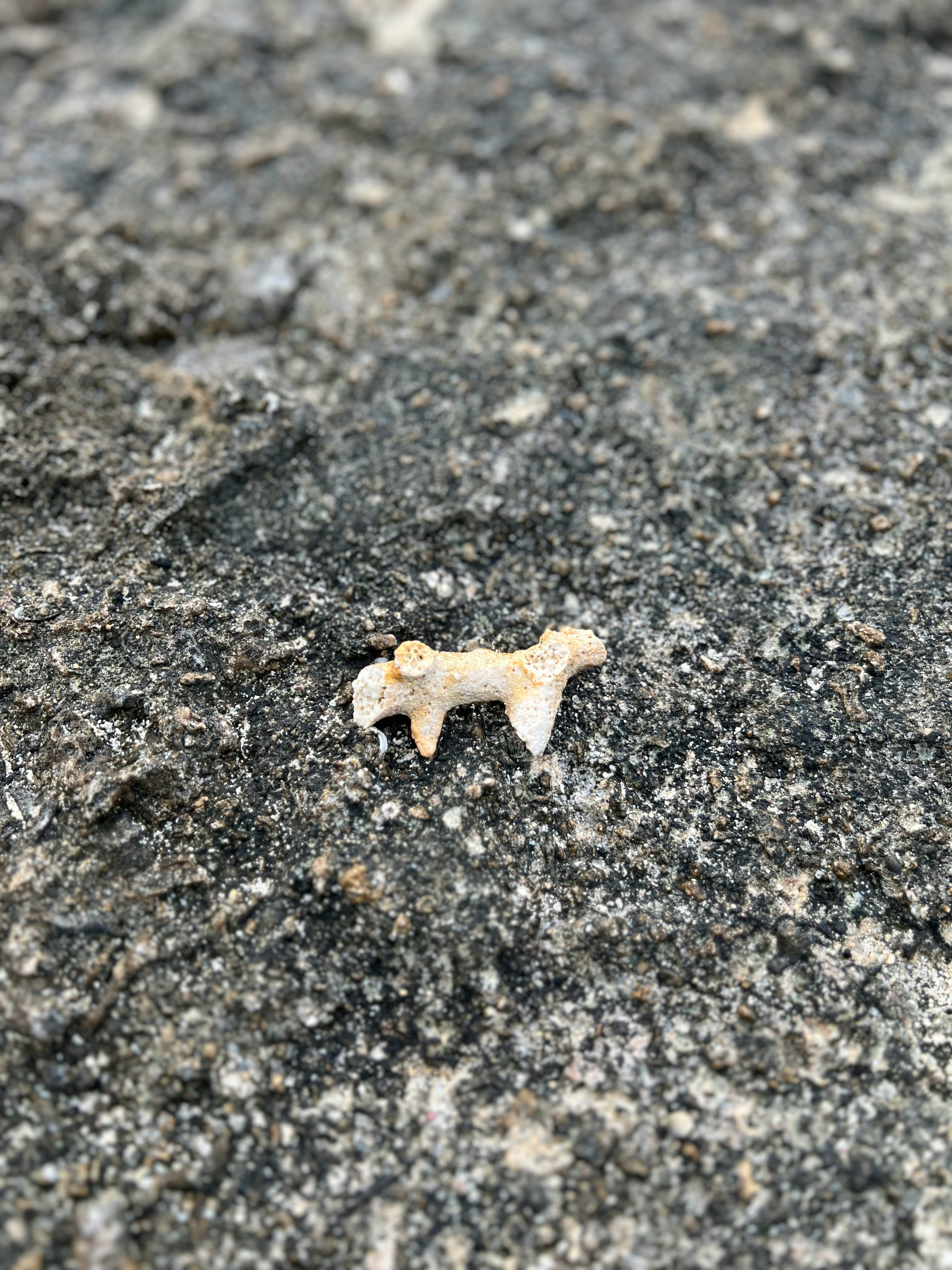 石板路上的小白色貝殼