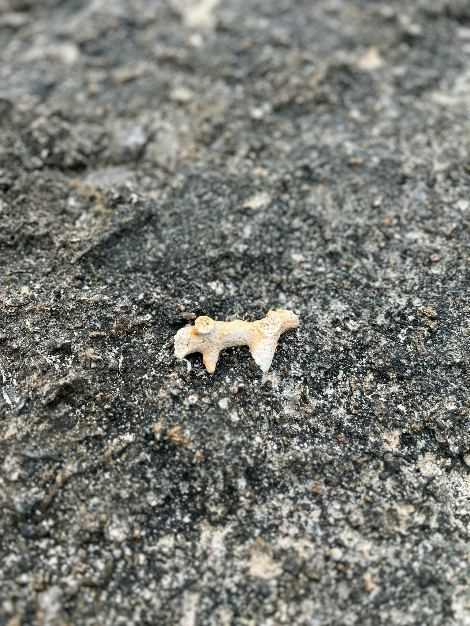 岩石表面上的小動物骨頭