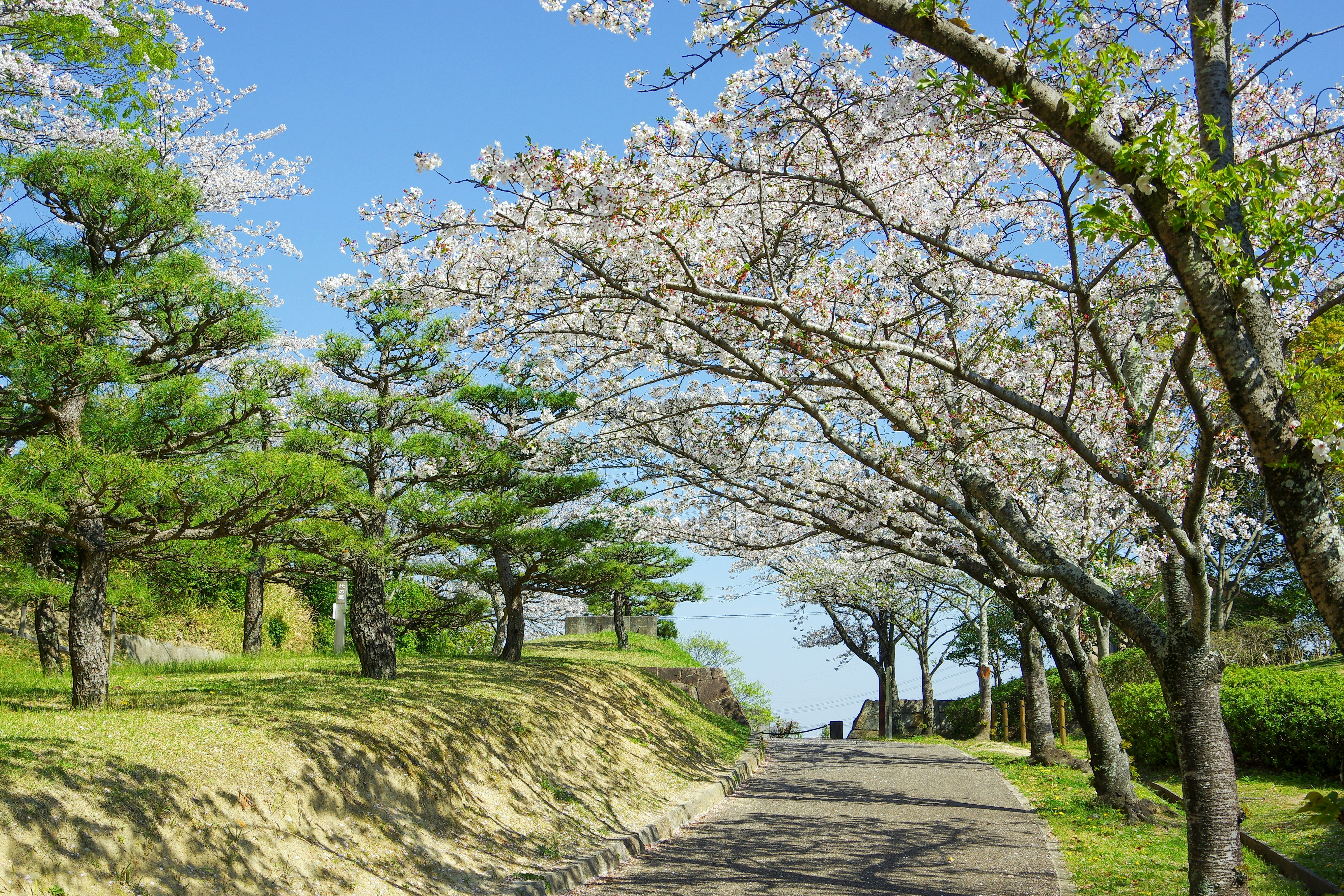 桜の並木と芝生の小道が続く春の風景