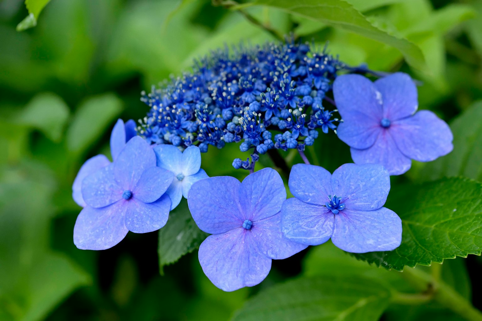 Primo piano di fiori e foglie di ortensia blu