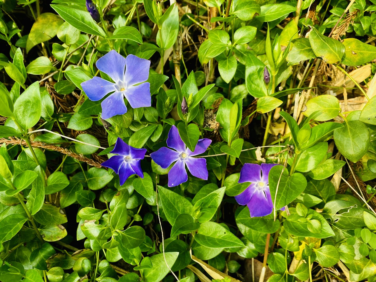 Fiori viola che sbocciano tra le foglie verdi