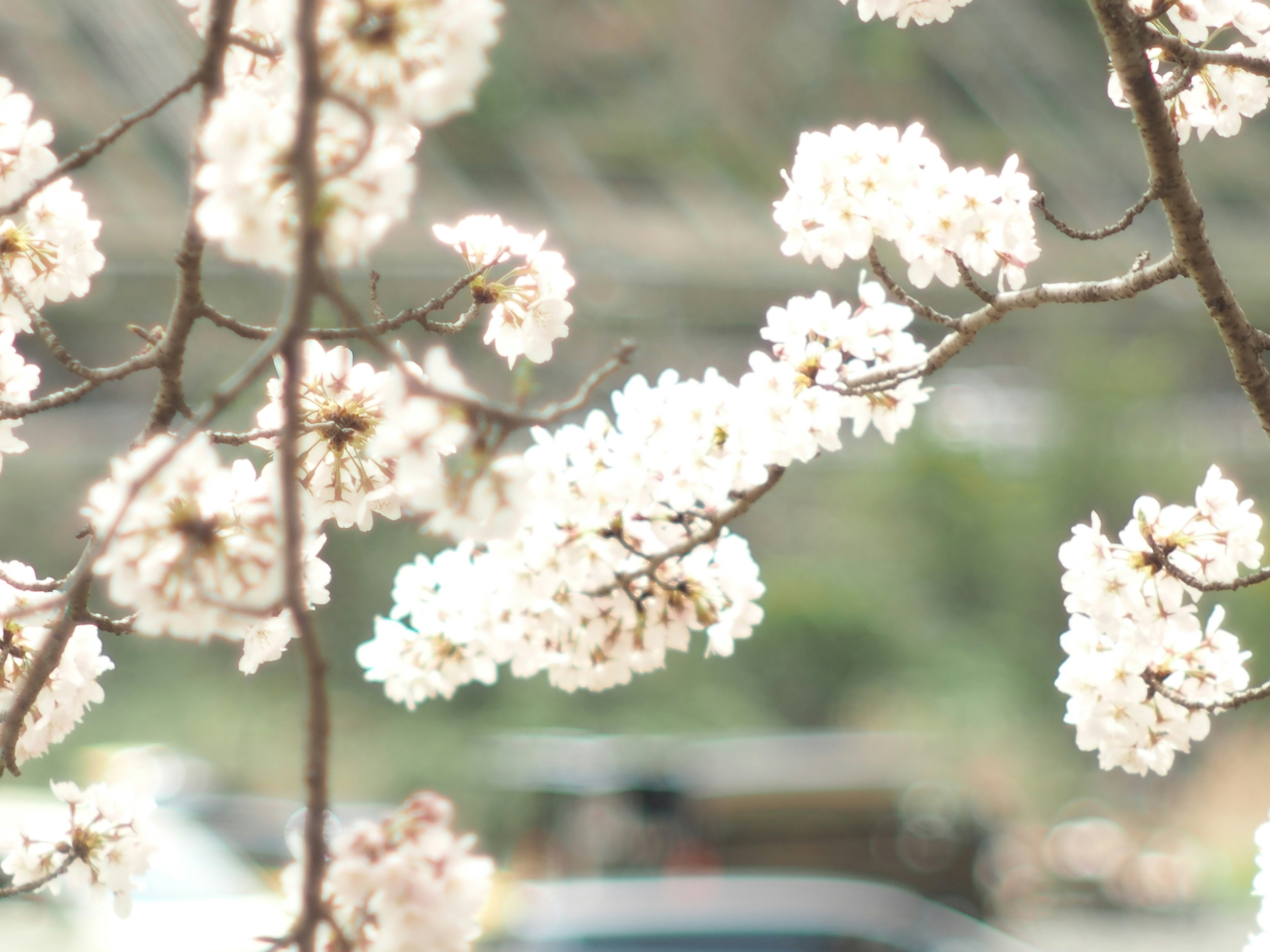 桜の花が枝に咲く春の背景ボケ