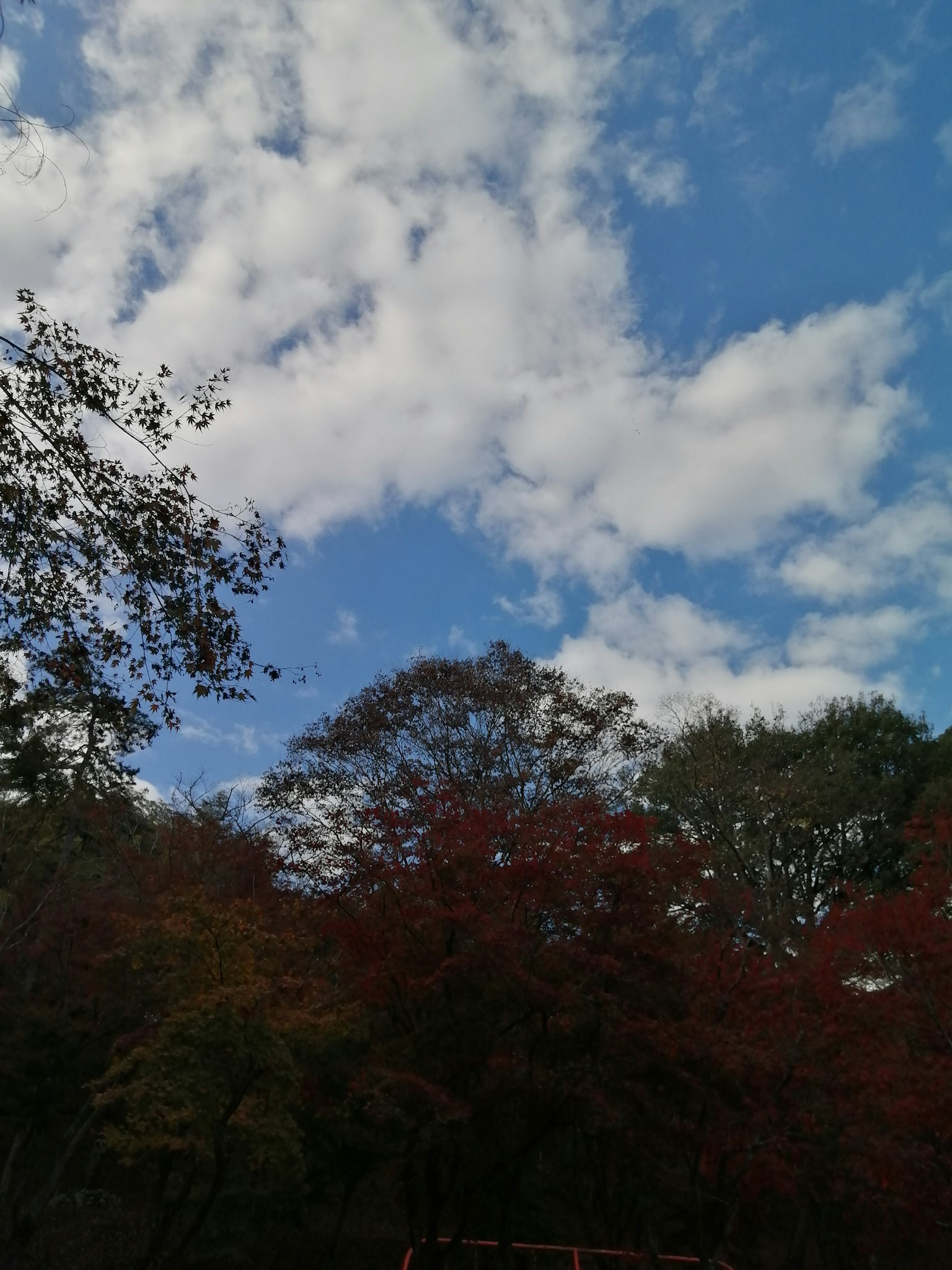 Paesaggio autunnale con cielo blu e nuvole bianche foglie colorate sugli alberi