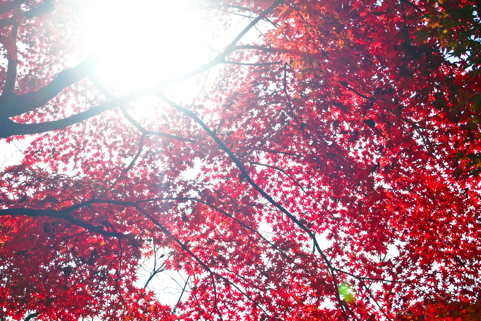 Foglie rosse vivaci illuminate dalla luce del sole