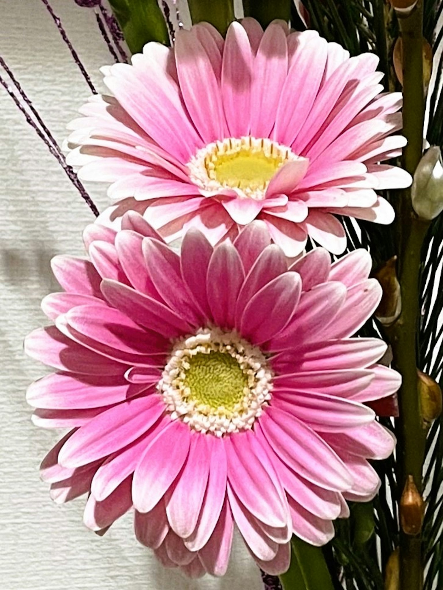 Dua bunga gerbera pink cerah dengan pusat kuning