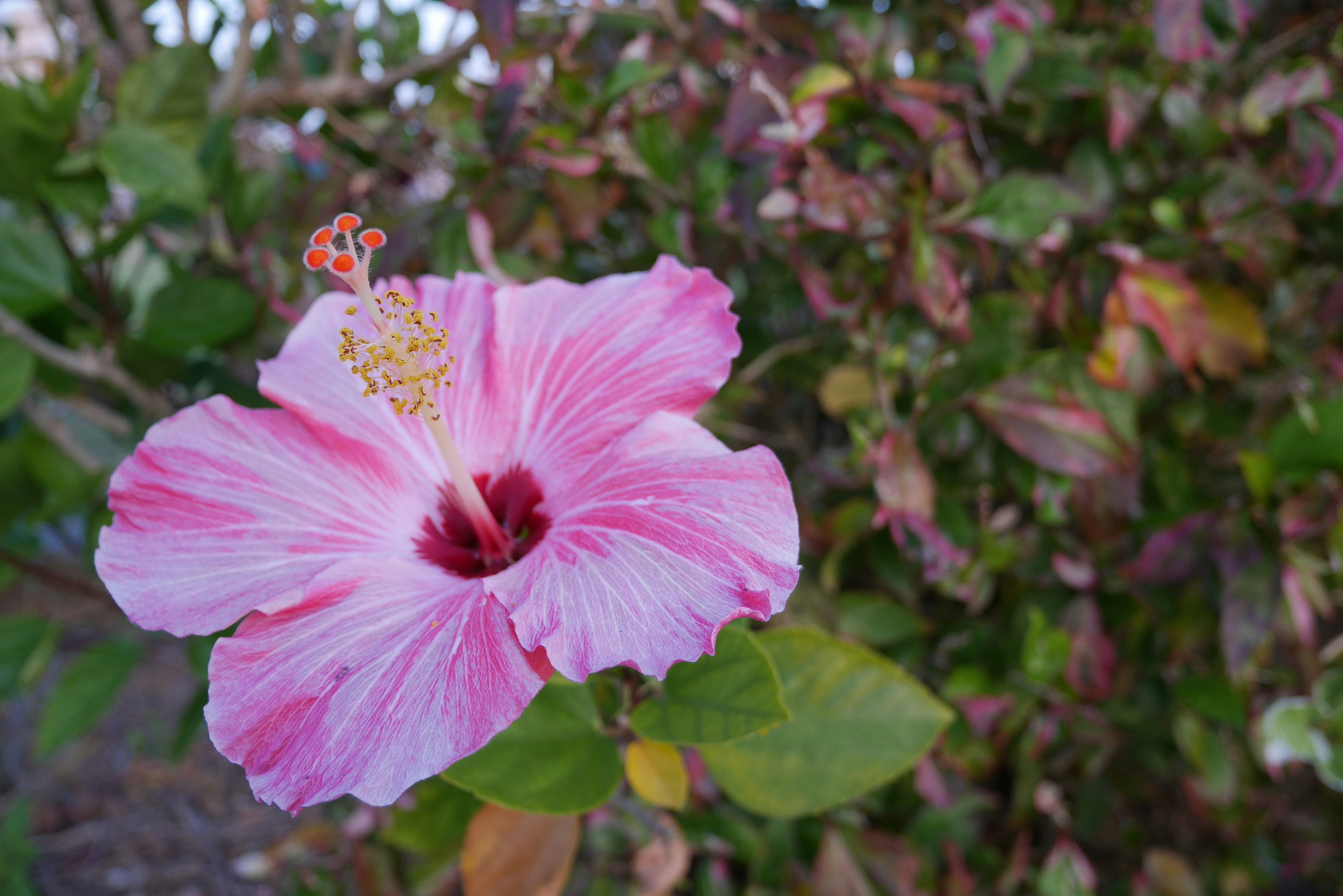 ピンクのハイビスカスの花と緑の葉が広がる庭の風景