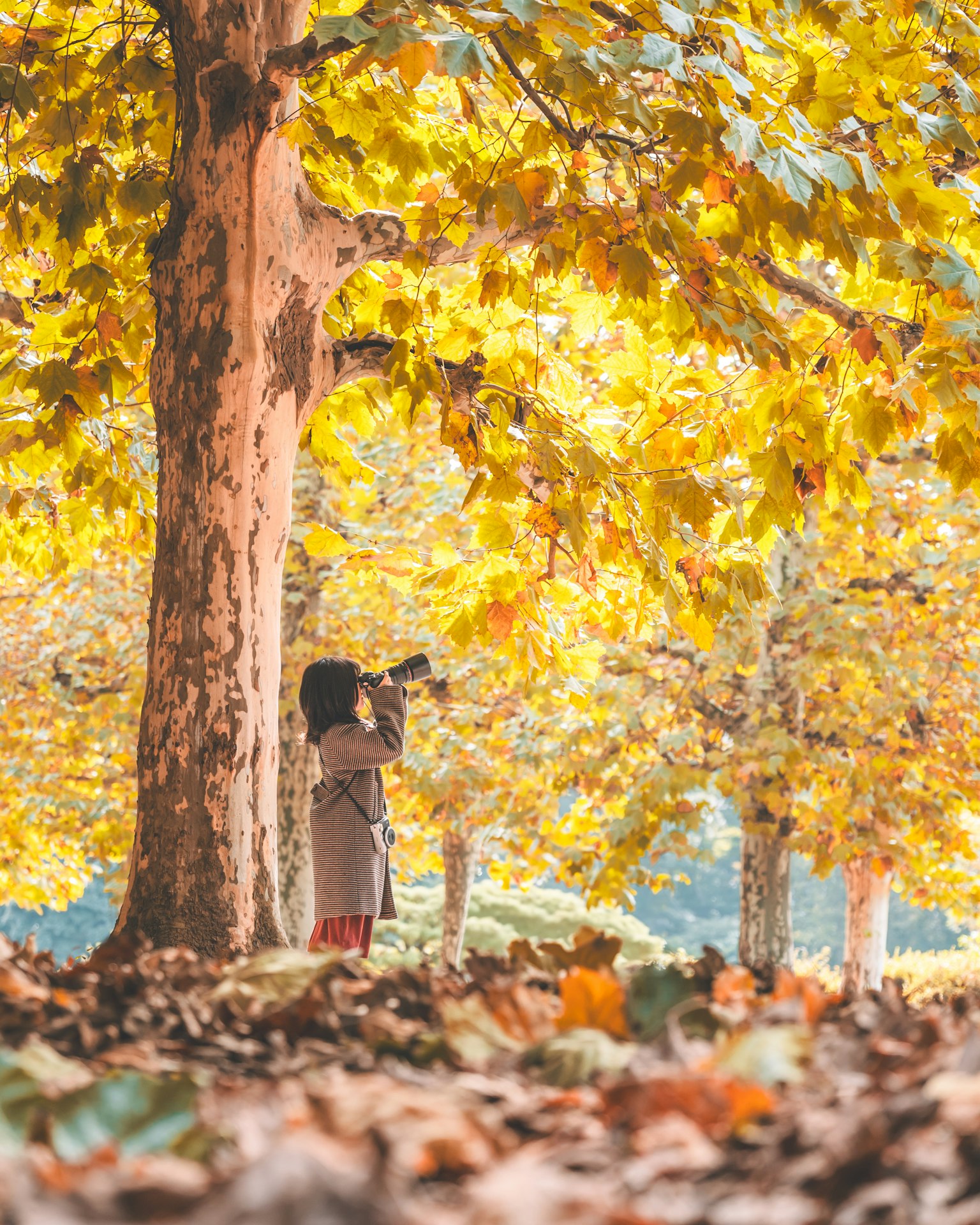 Femme photographiant dans un parc aux couleurs d'automne