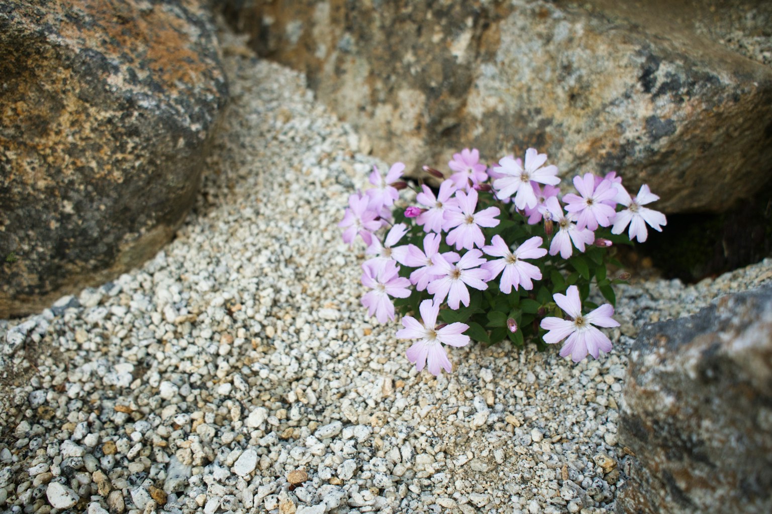 Petites fleurs roses fleurissant entre des rochers