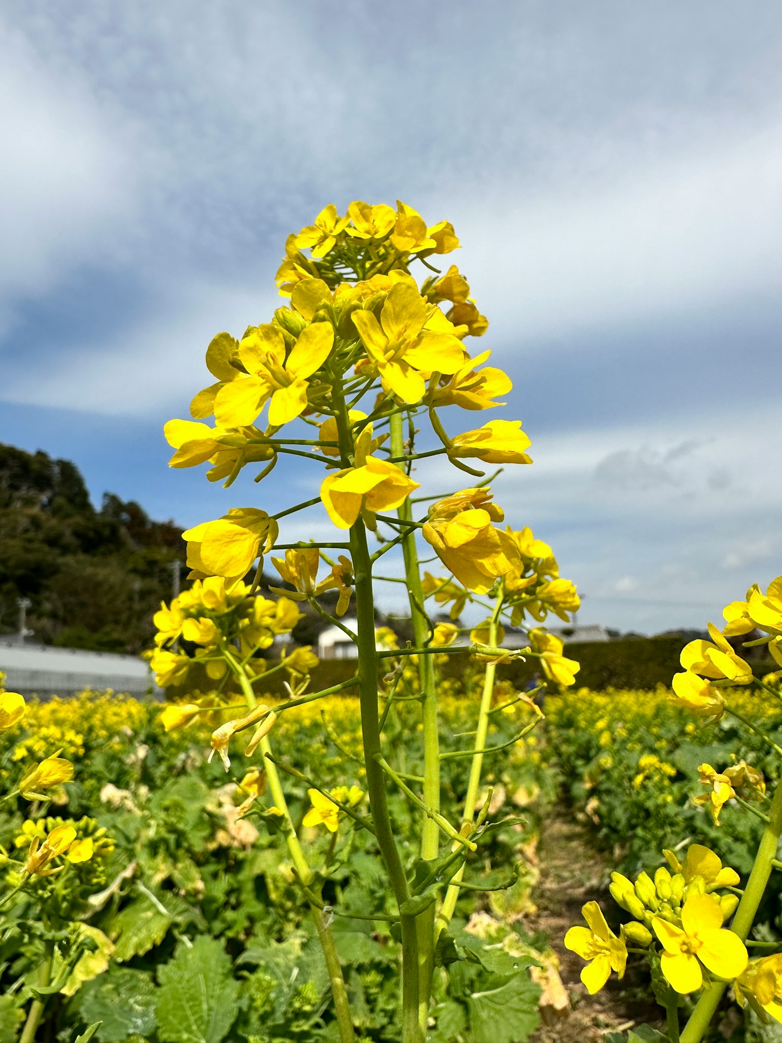 Bild eines Feldes mit blühenden gelben Rapsblumen