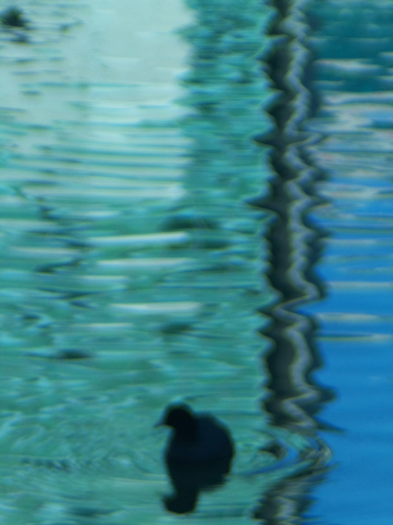 Silhouette di un uccello nero su una superficie d'acqua blu con riflessi