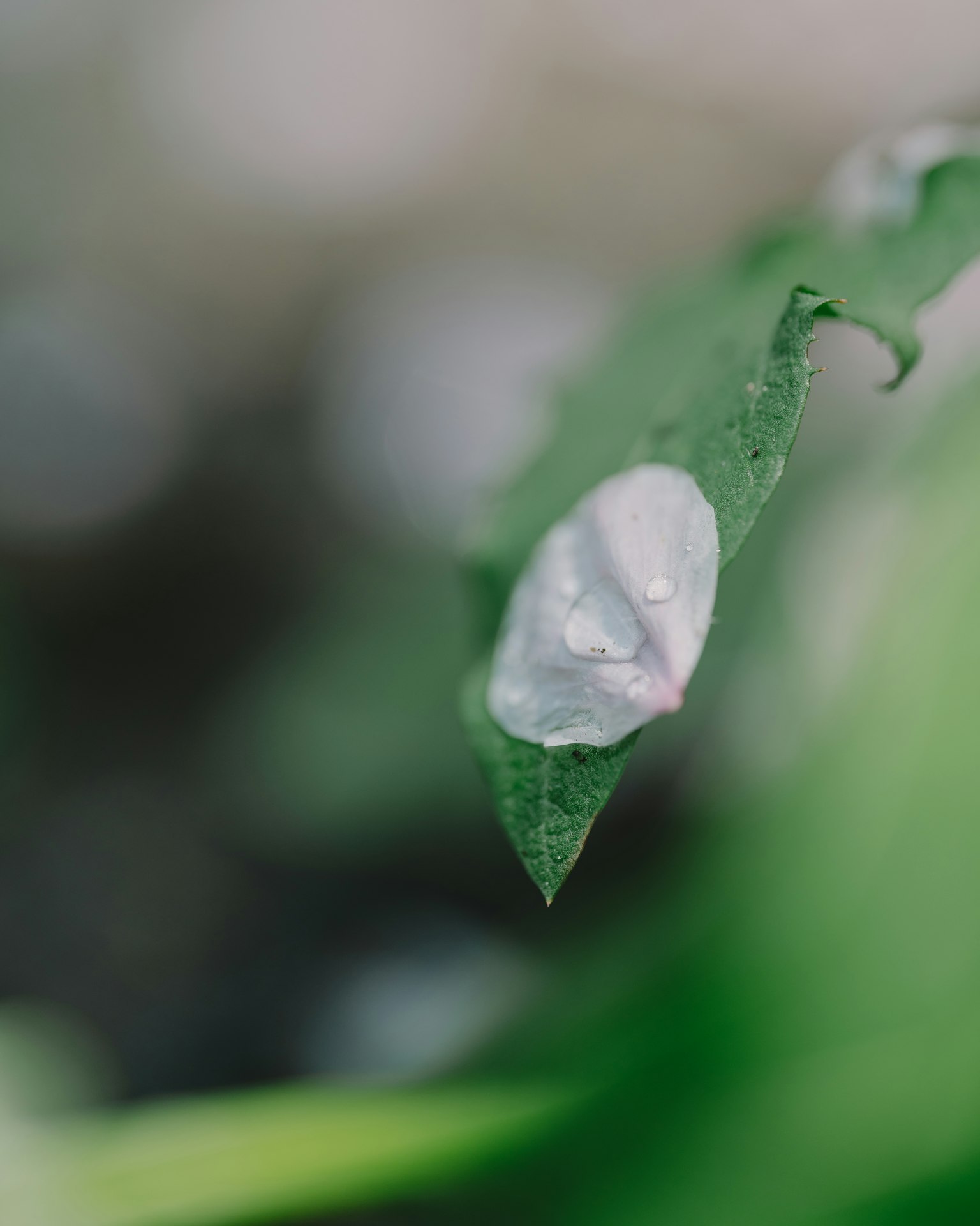 Giọt nước trên lá với nền xanh mờ