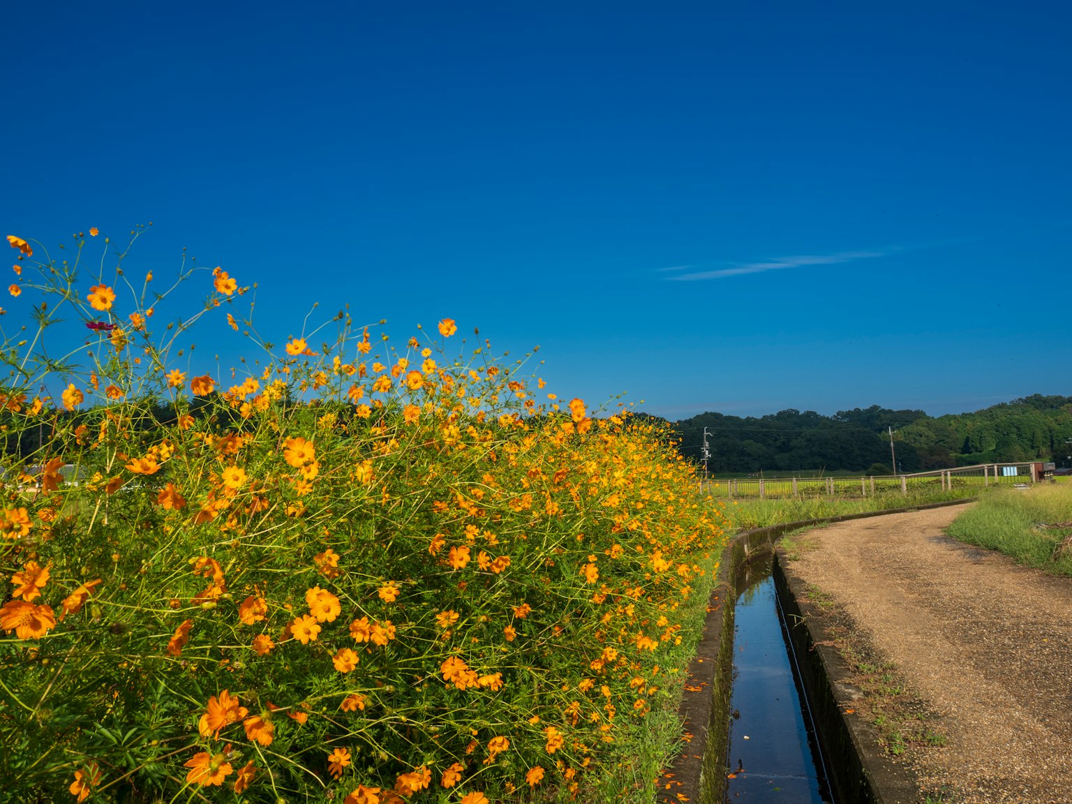 Landschaft mit gelben Blumen unter blauem Himmel und einem Weg