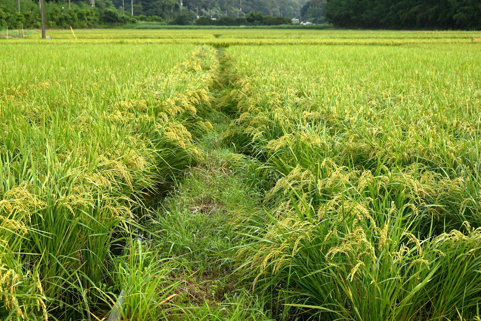 Campo de arroz verde con un sendero estrecho en medio