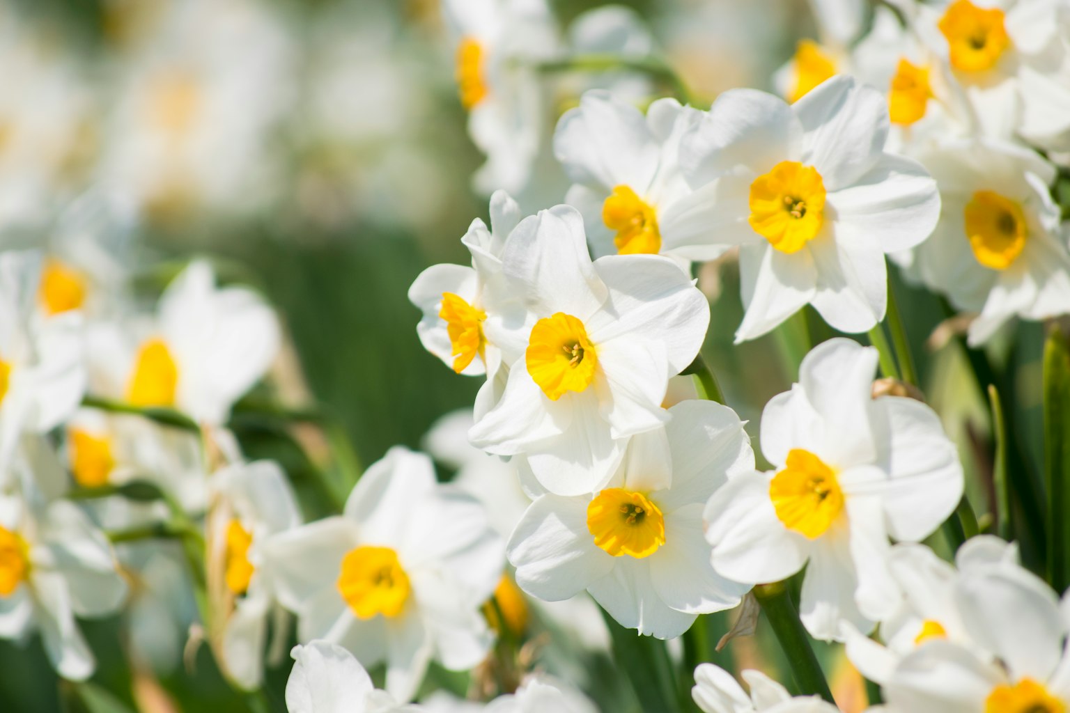 Blooming white daffodils with bright yellow centers