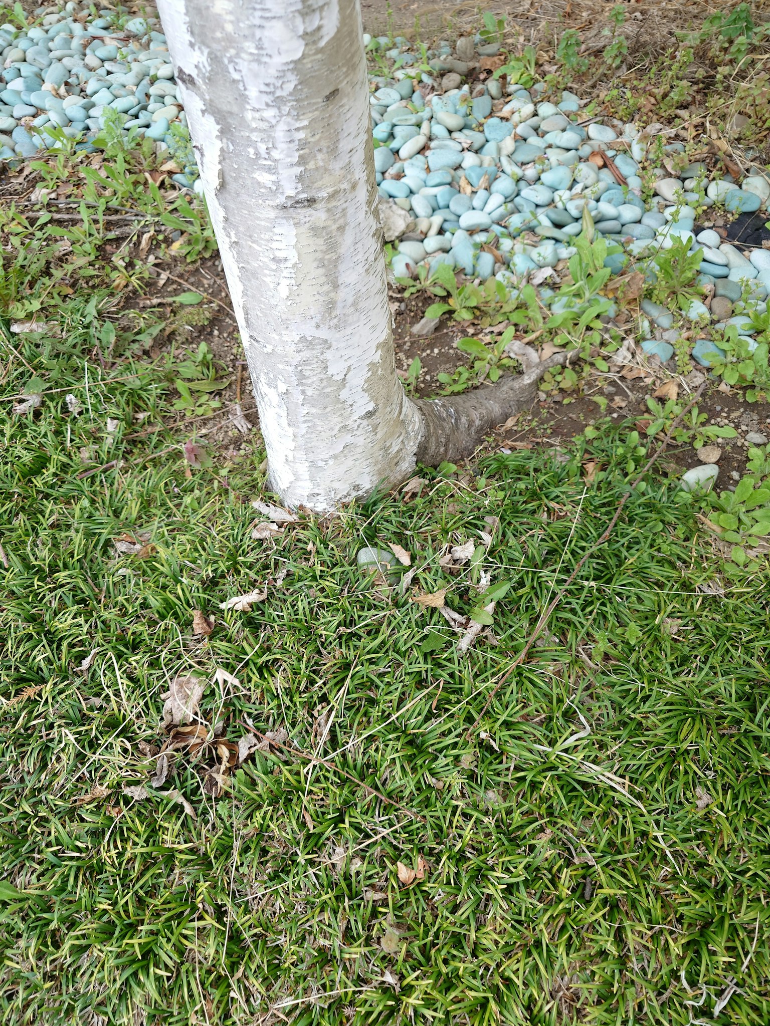 Tronco de árbol con césped verde y área de piedras azules