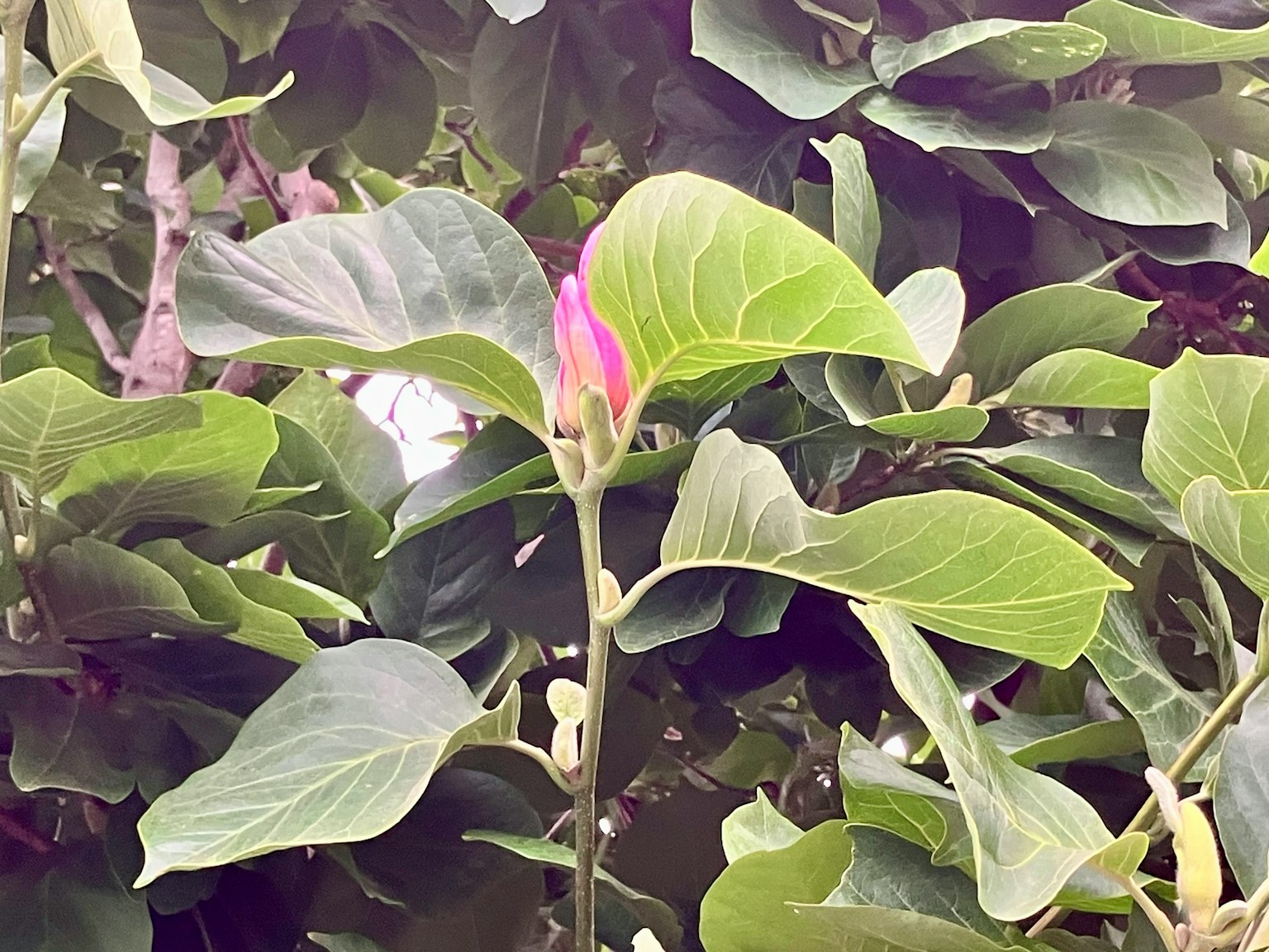 在绿色叶子之间冒出的粉色花蕾