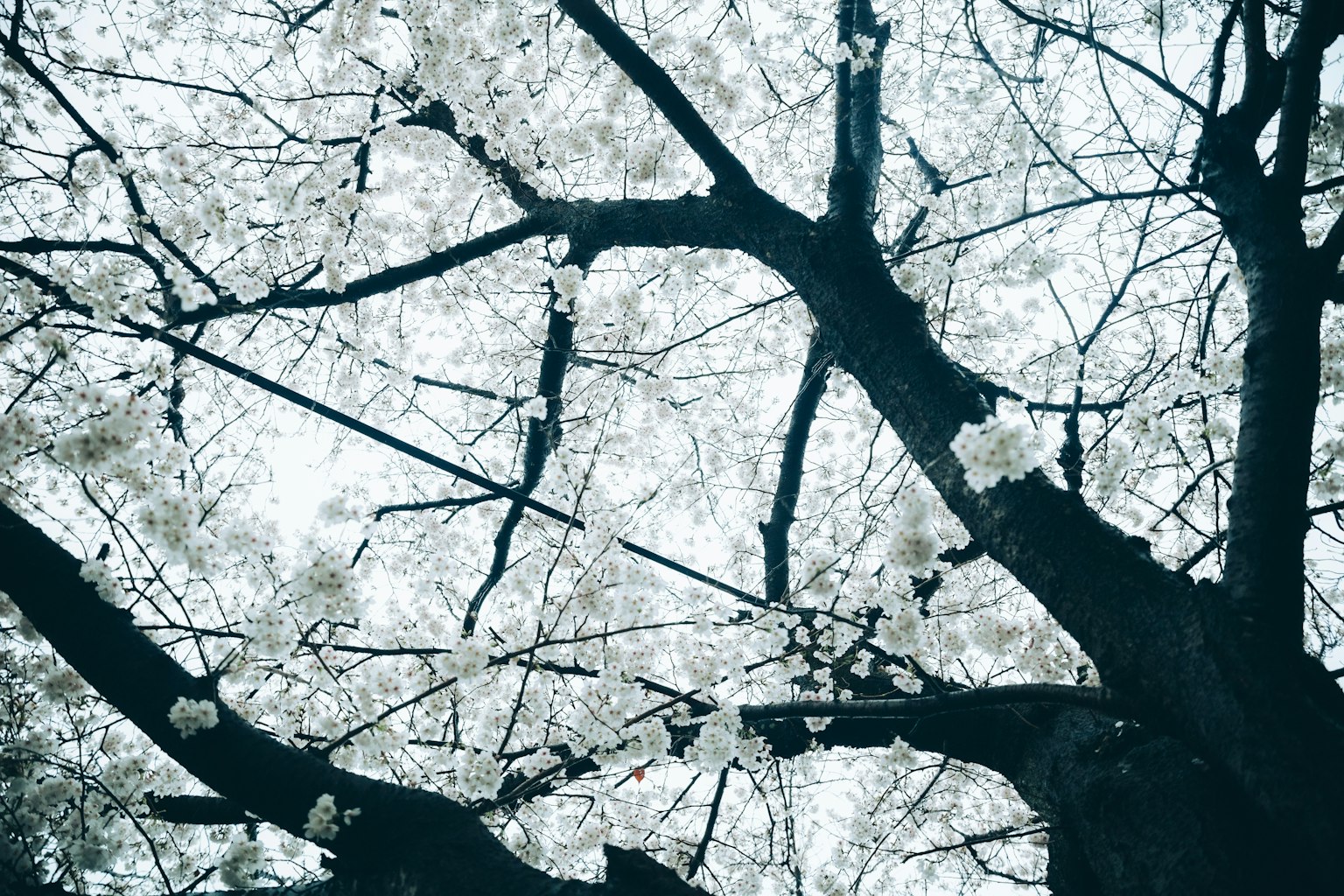 Cảnh cây anh đào với hoa trắng từ dưới nhìn lên