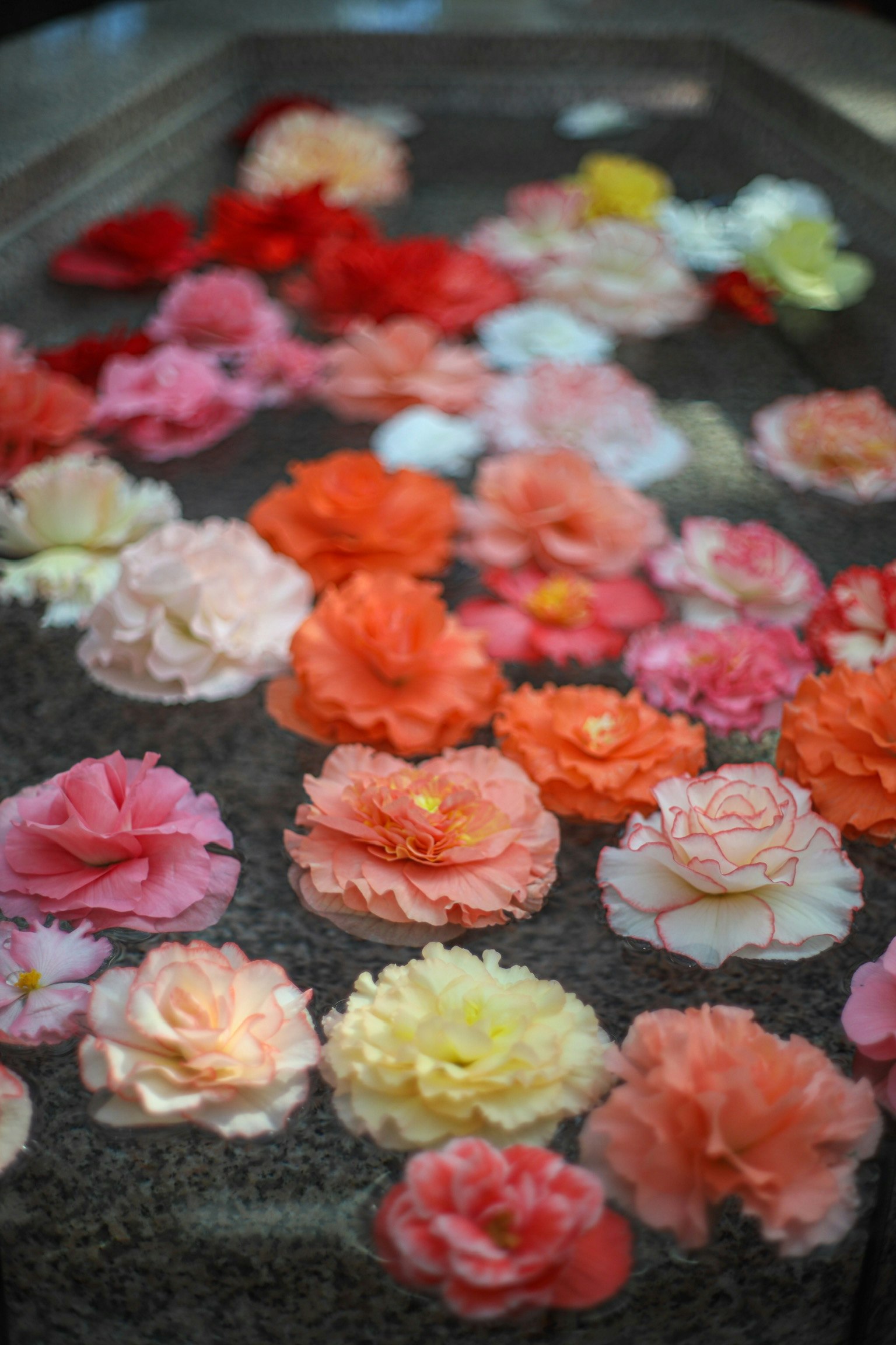 色とりどりのベゴニアの花が並ぶテーブルのクローズアップ