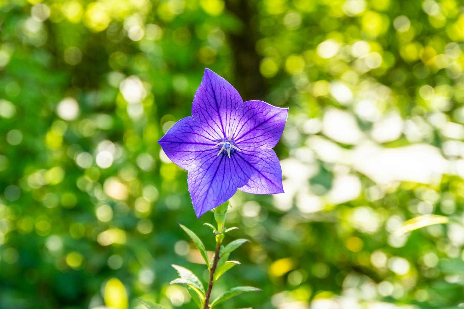 Une fleur violette vibrante se tenant contre un fond vert