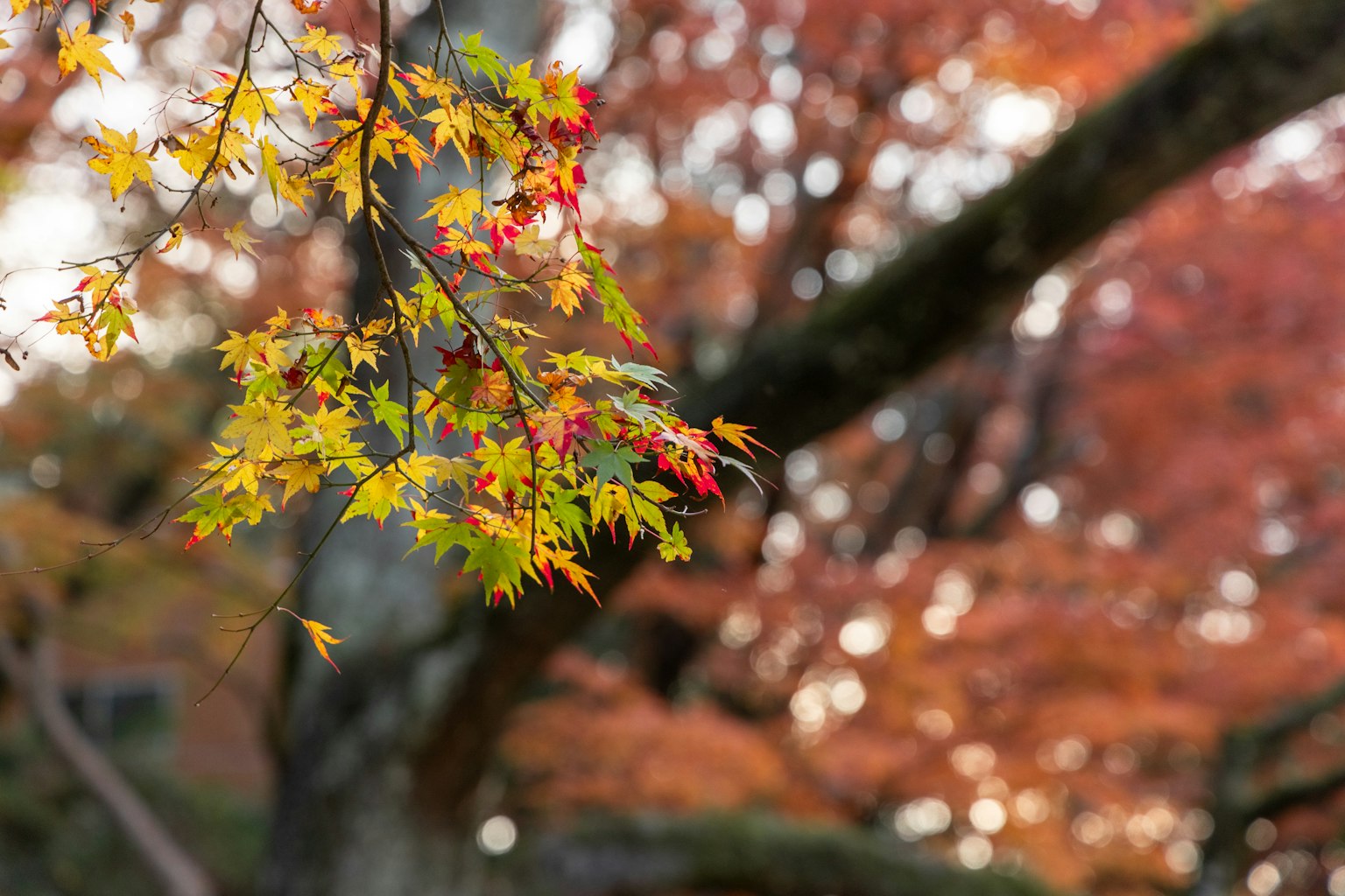 Vibrant autumn leaves with yellow and red hues against a blurred background of trees