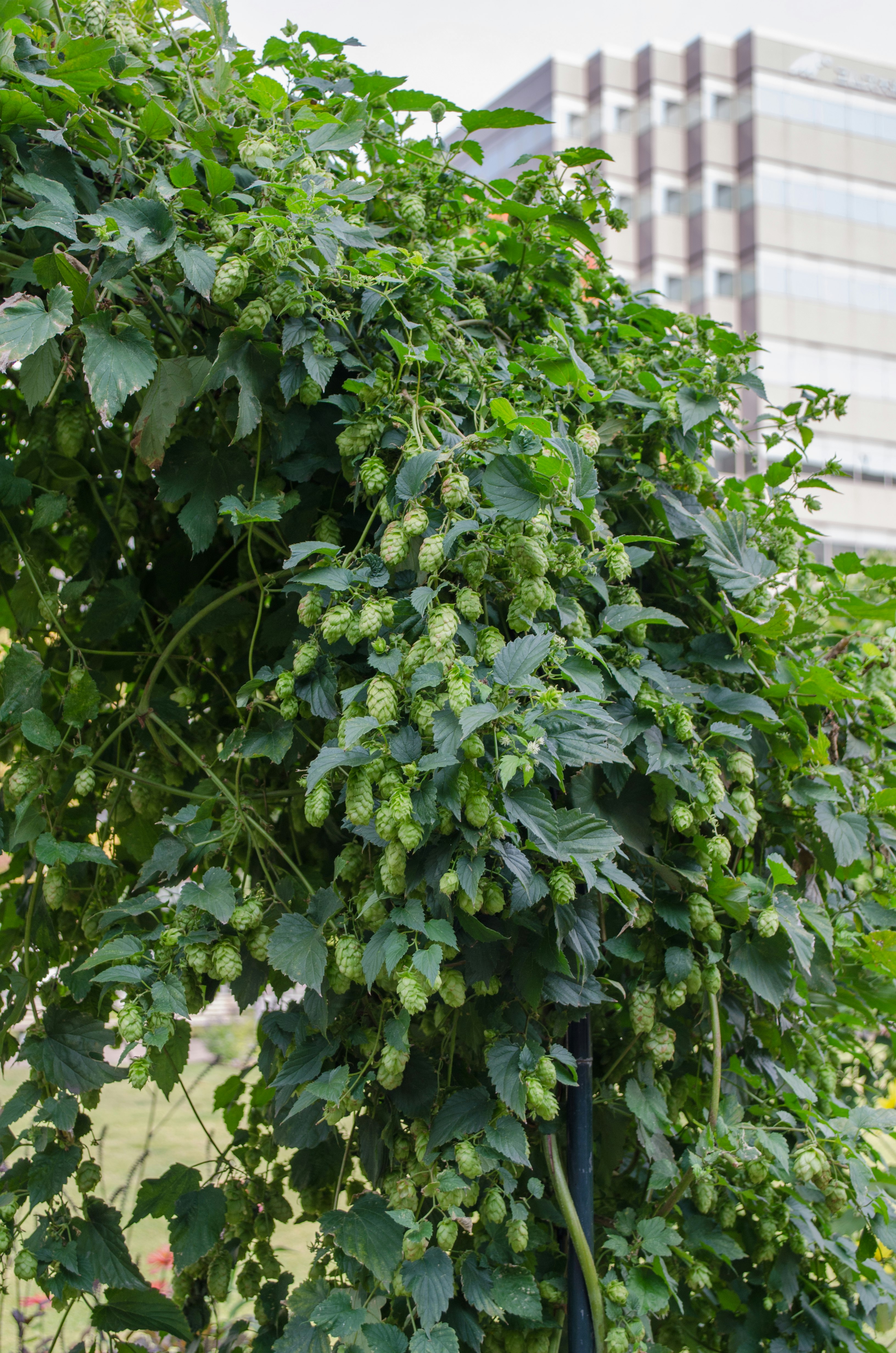 lush green foliage and clustered blossoms on a street planting