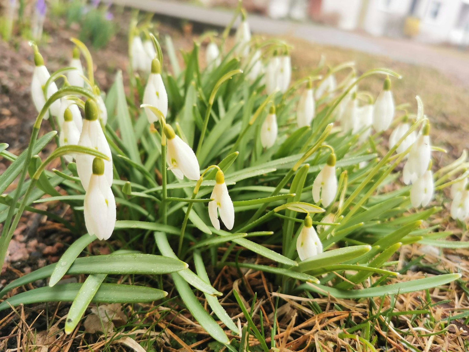 Grupo de flores de campanilla blancas en un jardín
