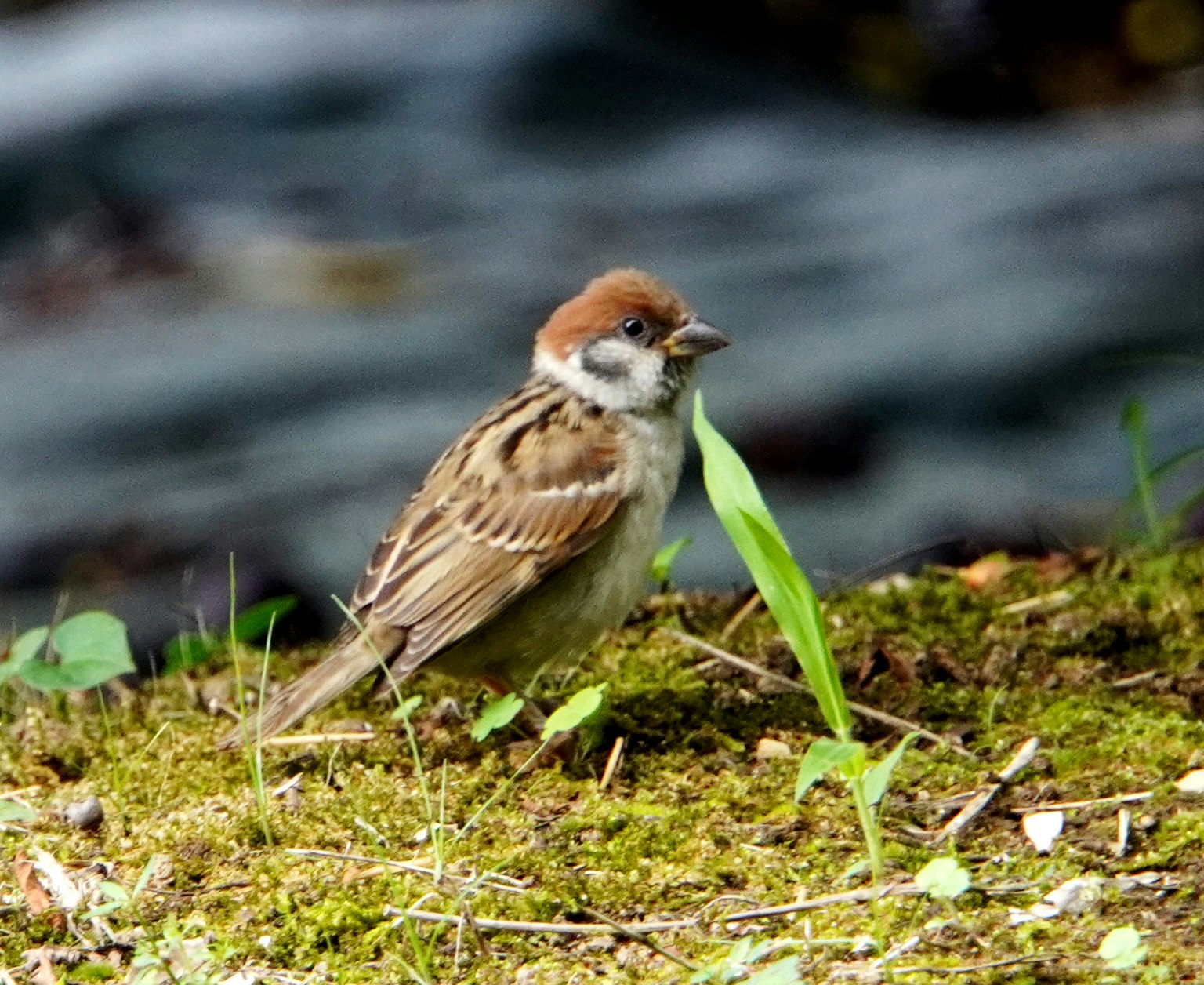 Ein kleiner Vogel steht im Gras mit einem Hintergrund aus fließendem Wasser