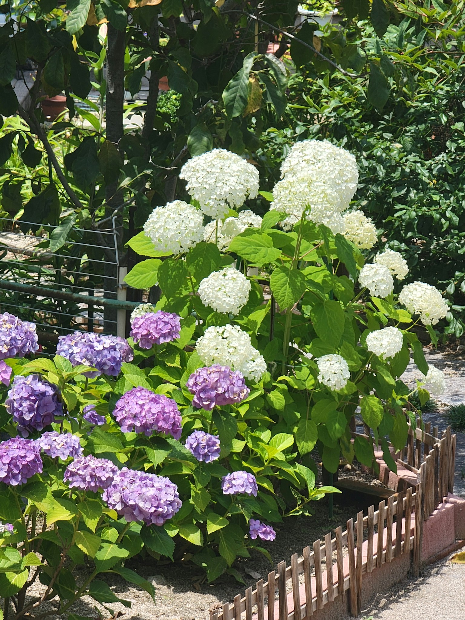 花园场景，白色和紫色的绣球花