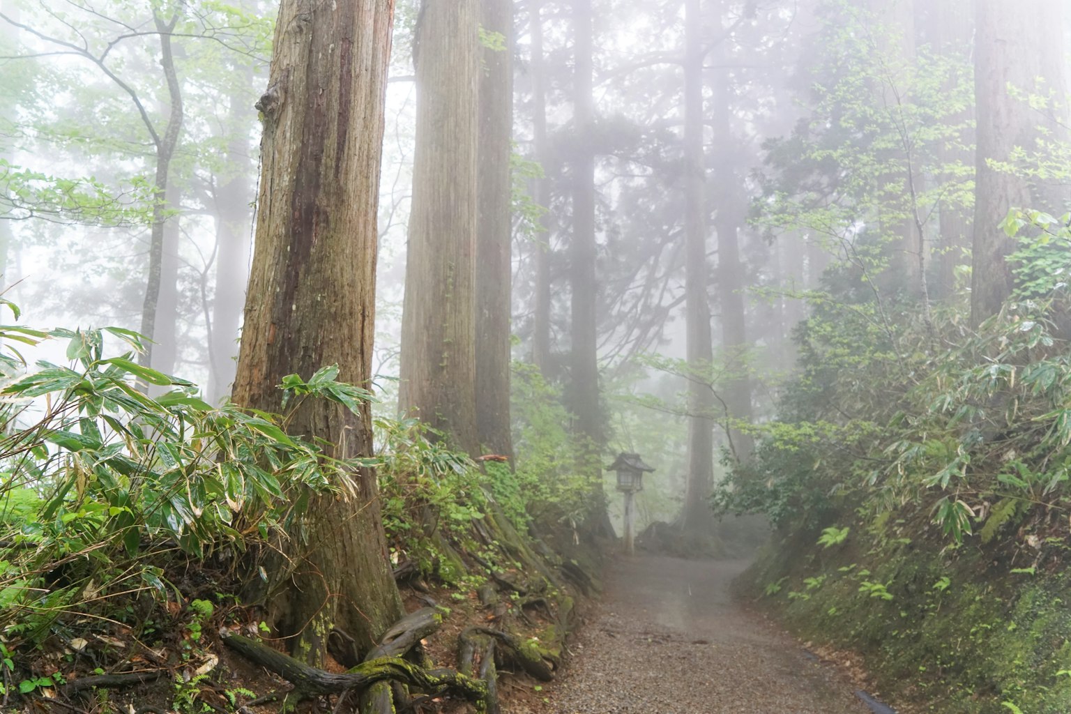 Sentier forestier enveloppé de brouillard avec de grands arbres