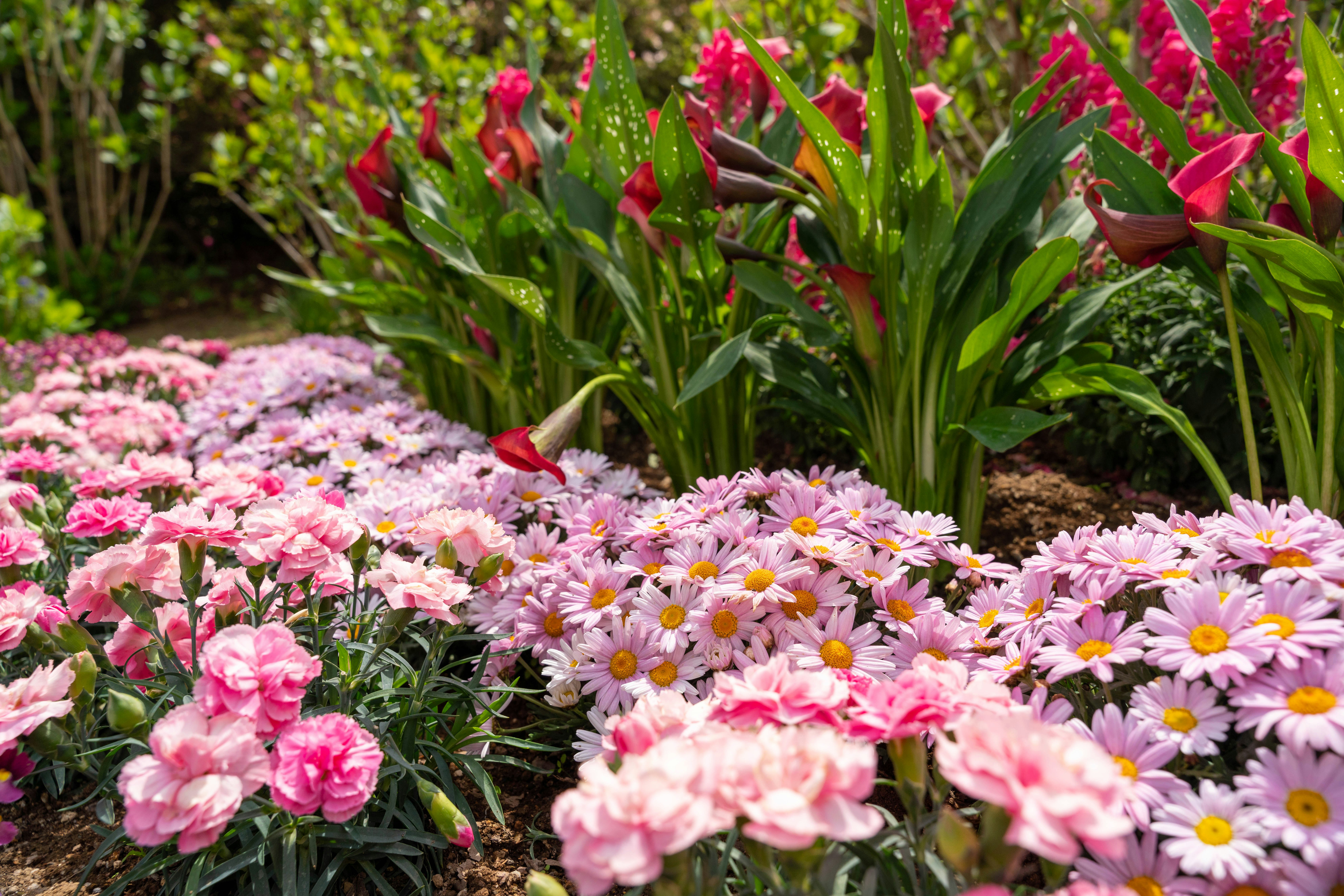 色とりどりの花が咲き誇る花壇の風景