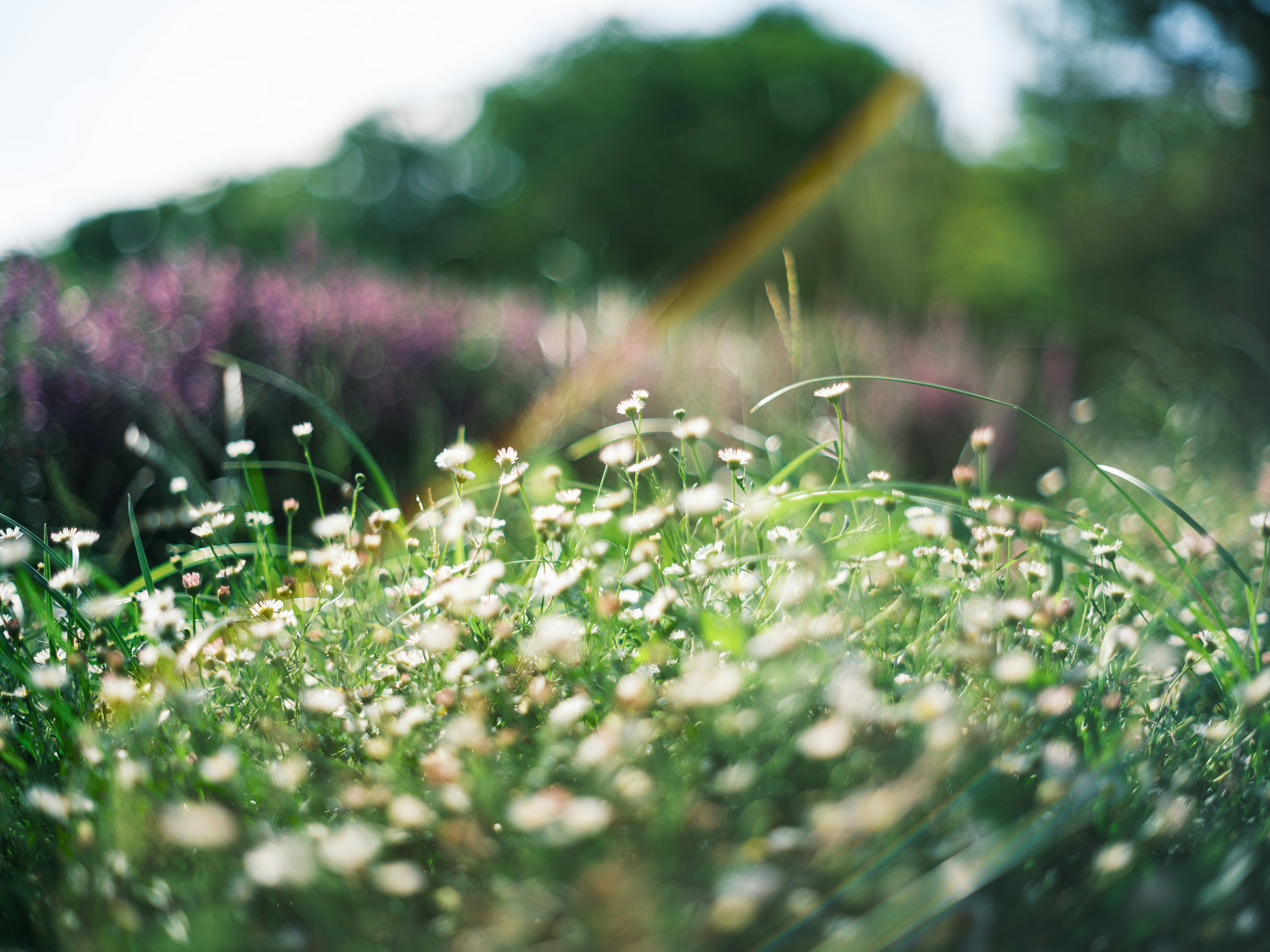 草むらに咲く小さな花のボケた風景