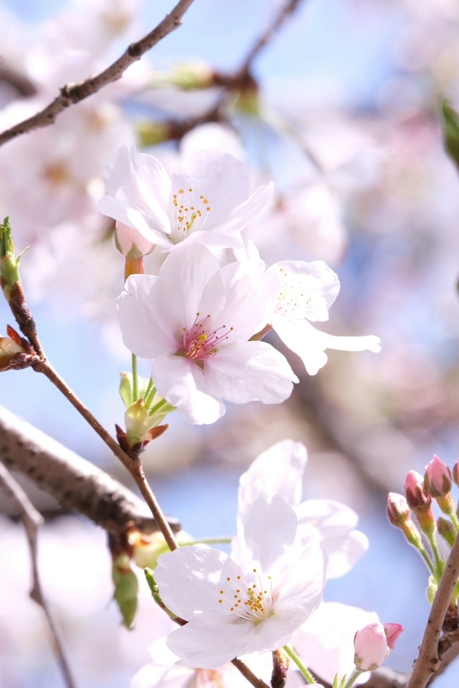 Nahaufnahme von Kirschblüten an einem Zweig vor blauem Himmel