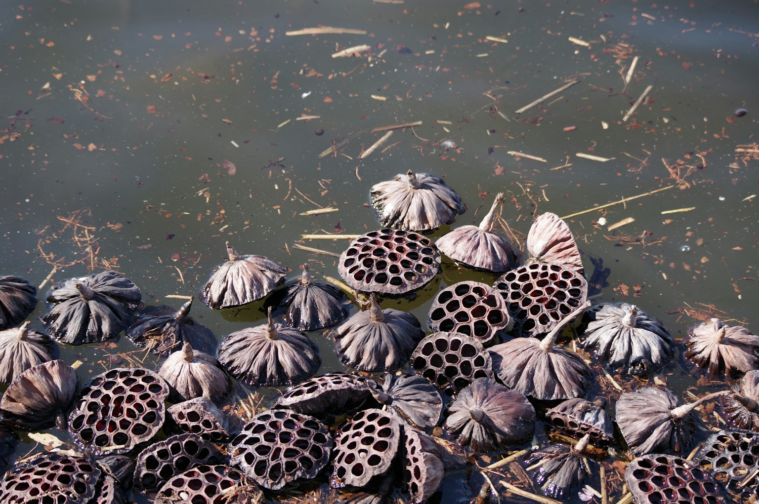 Gruppe von Lotusfrüchten und Blättern, die an der Wasseroberfläche schwimmen