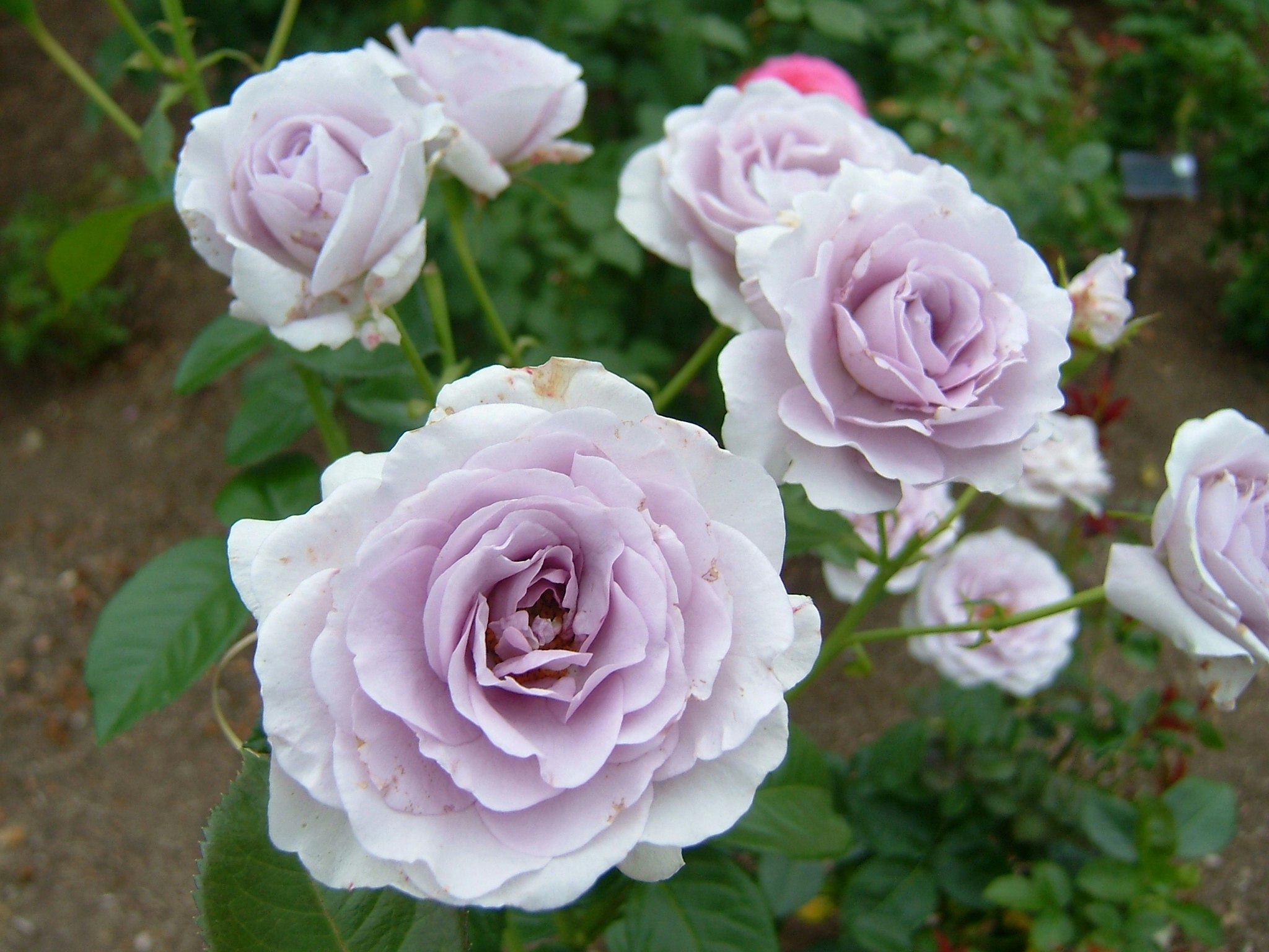 Nahaufnahme von blassrosa Rosen in voller Blüte im Garten