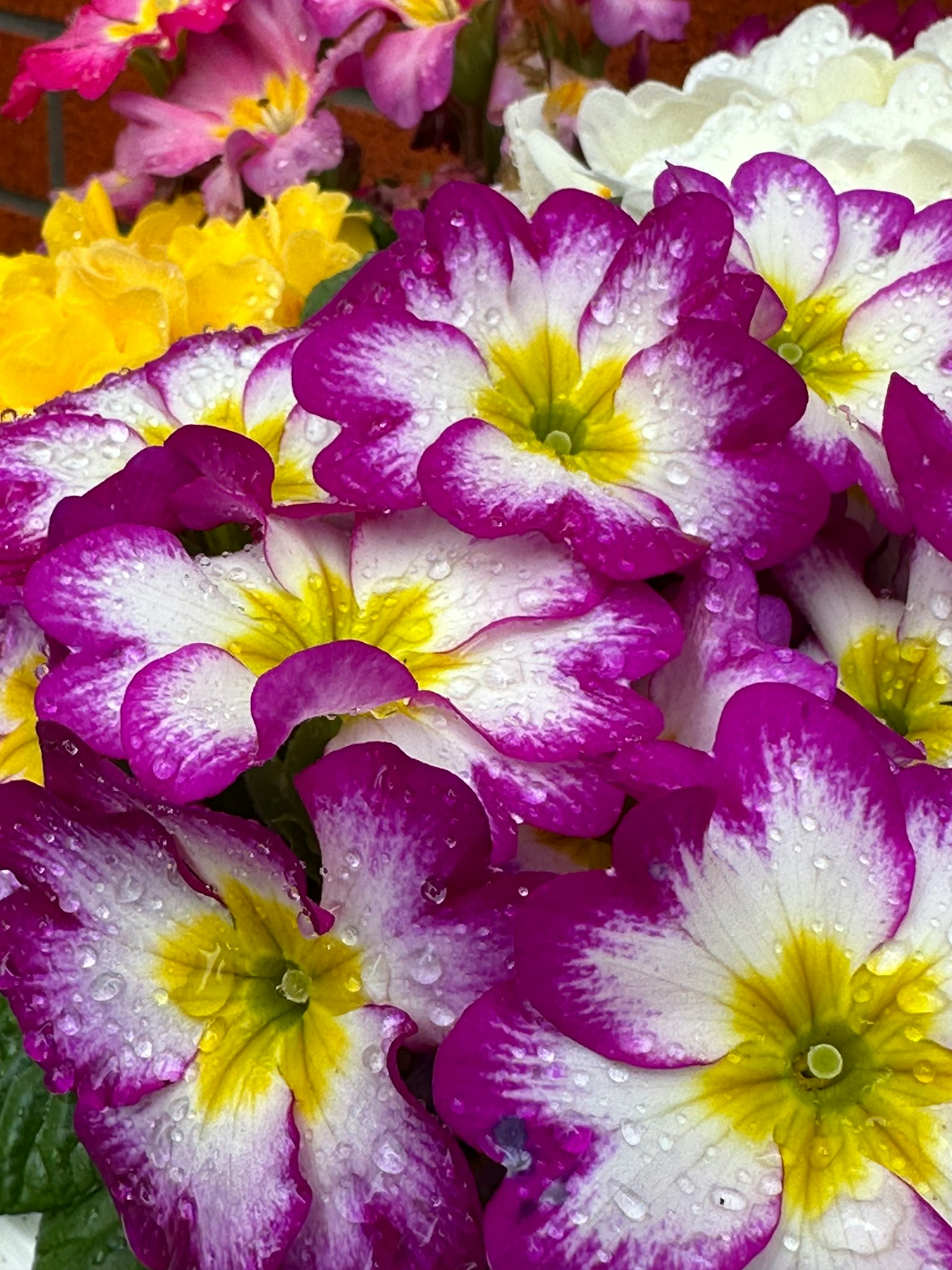 鮮豔的報春花，紫色和白色花瓣