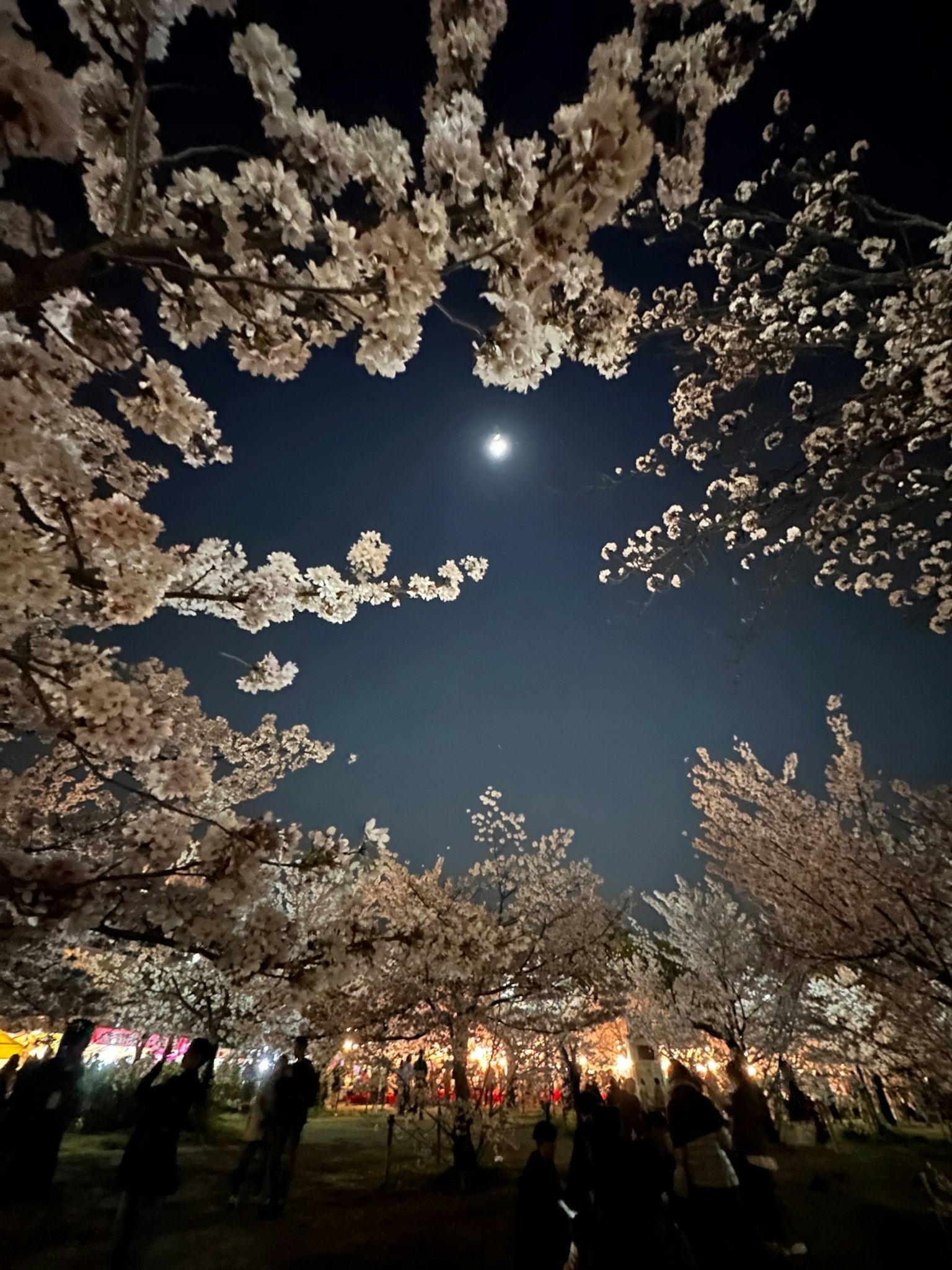 Fiori di ciliegio in piena fioritura sotto un cielo notturno con una luna luminosa e silhouette di persone