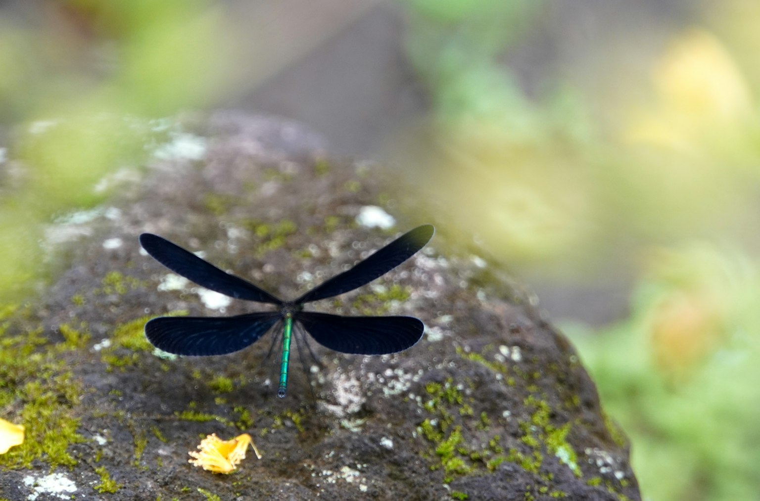 A dragonfly with black wings resting on a moss-covered rock