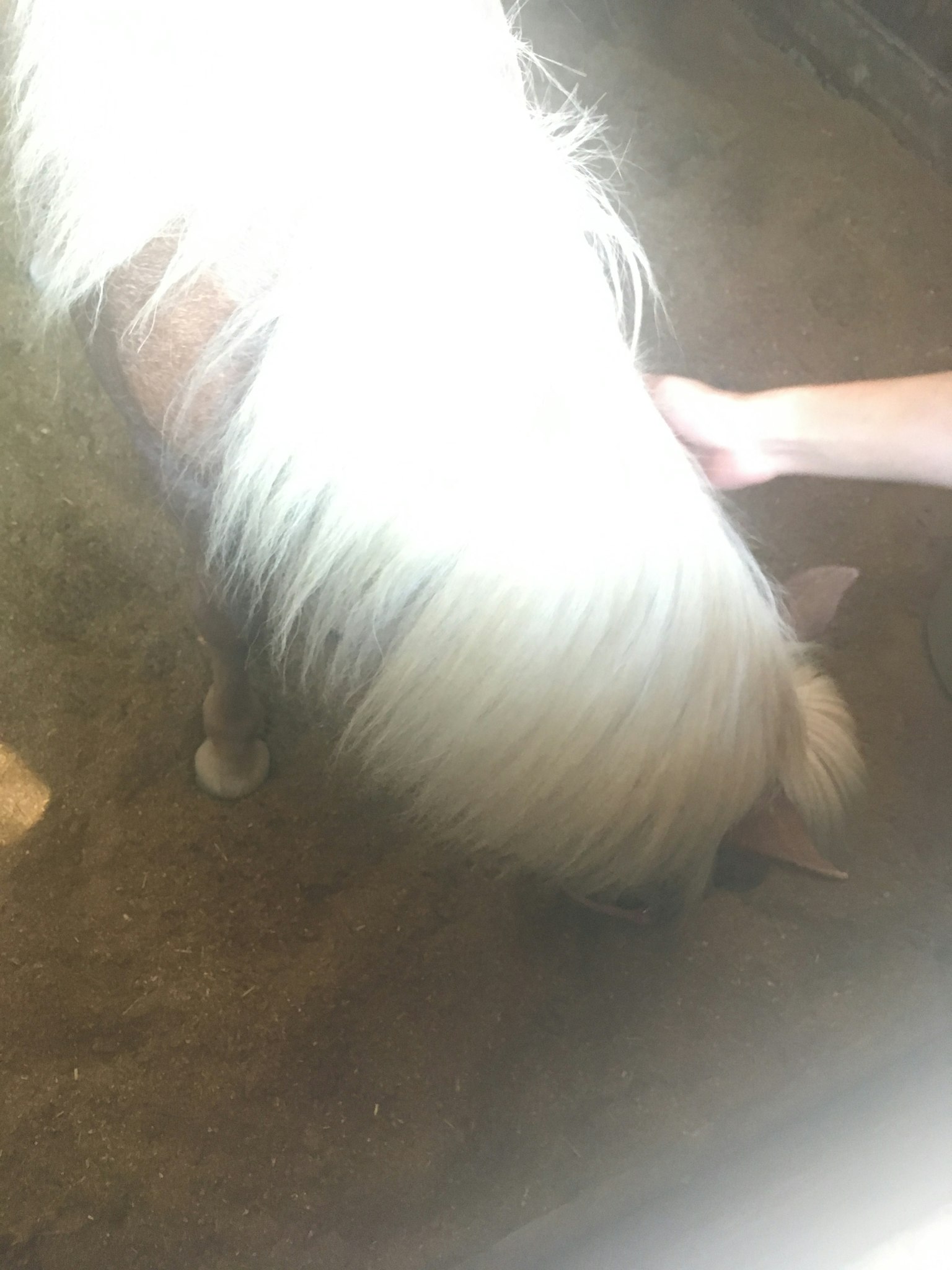 一只白毛动物在地上吃东西