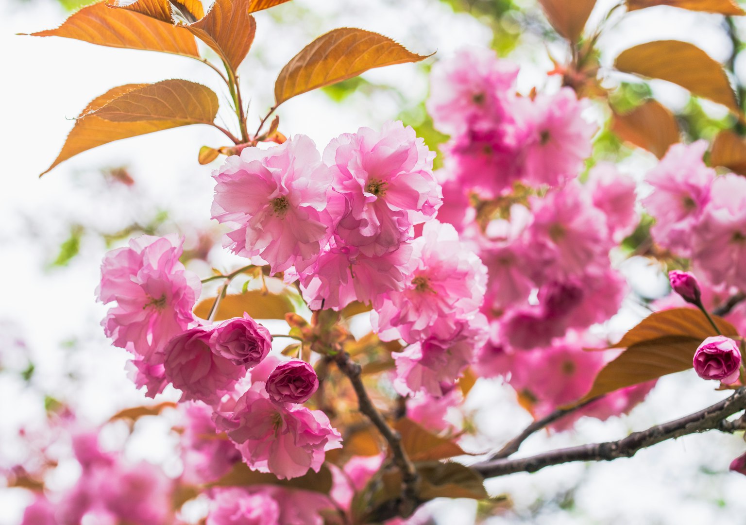 Close-up cabang bunga sakura dengan bunga pink cerah dan daun hijau