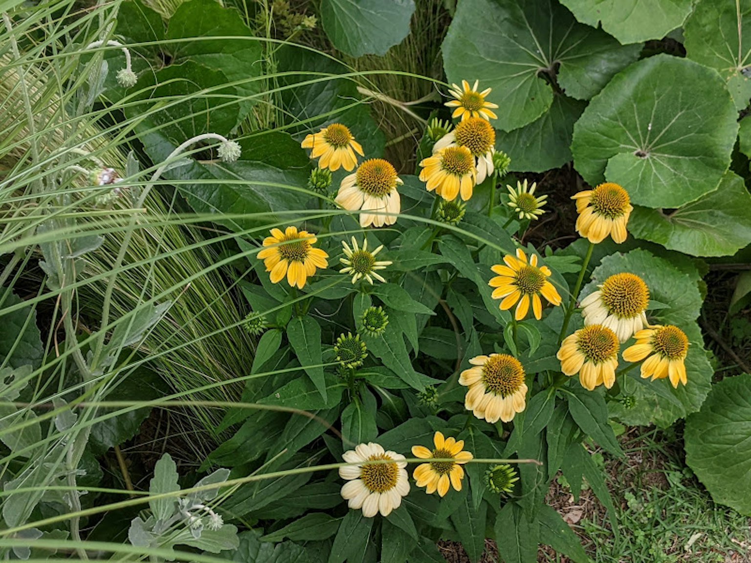 一個有黃色花朵和郁郁蔥蔥綠葉的花園場景