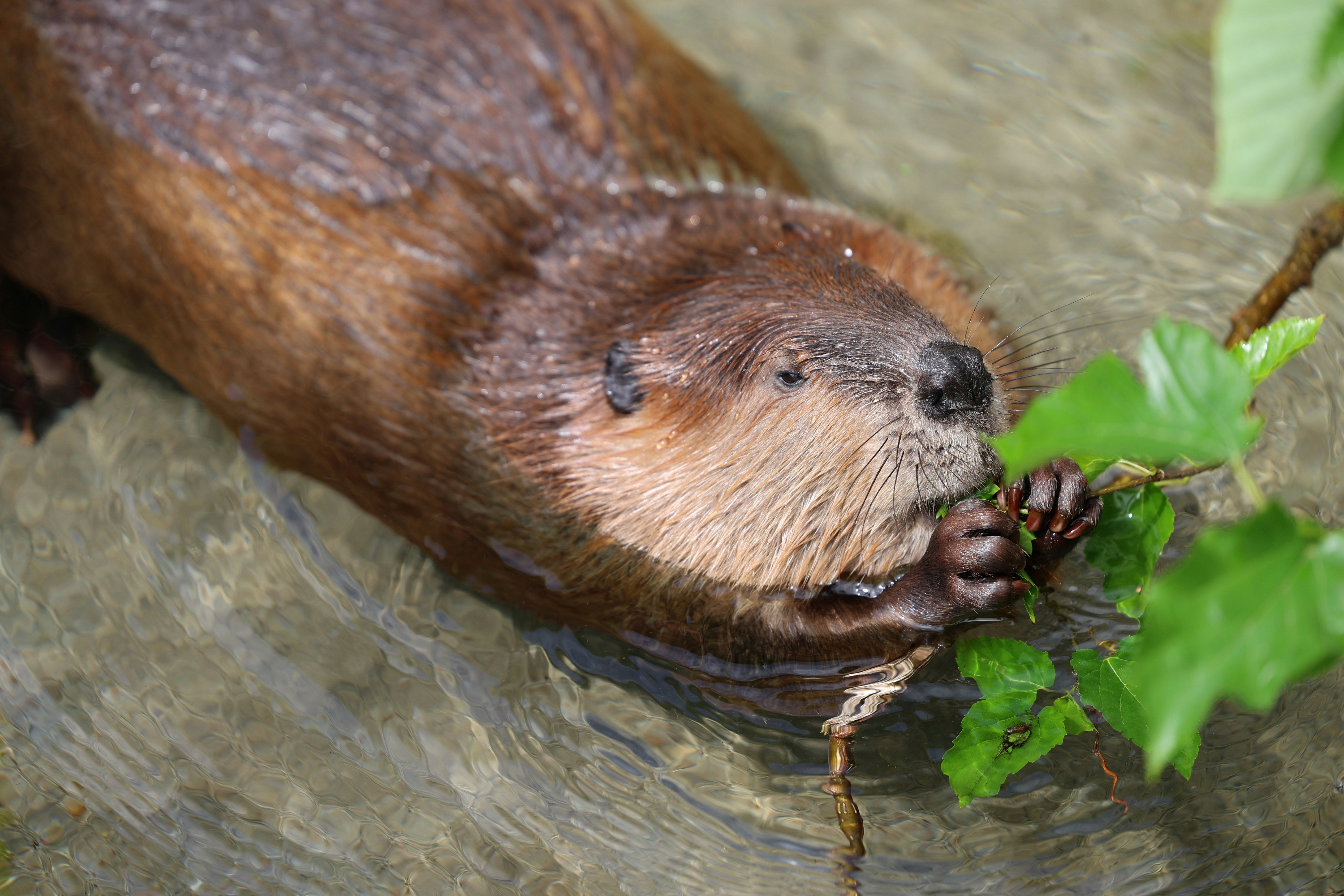 Fischotter hält Gras am Flussufer